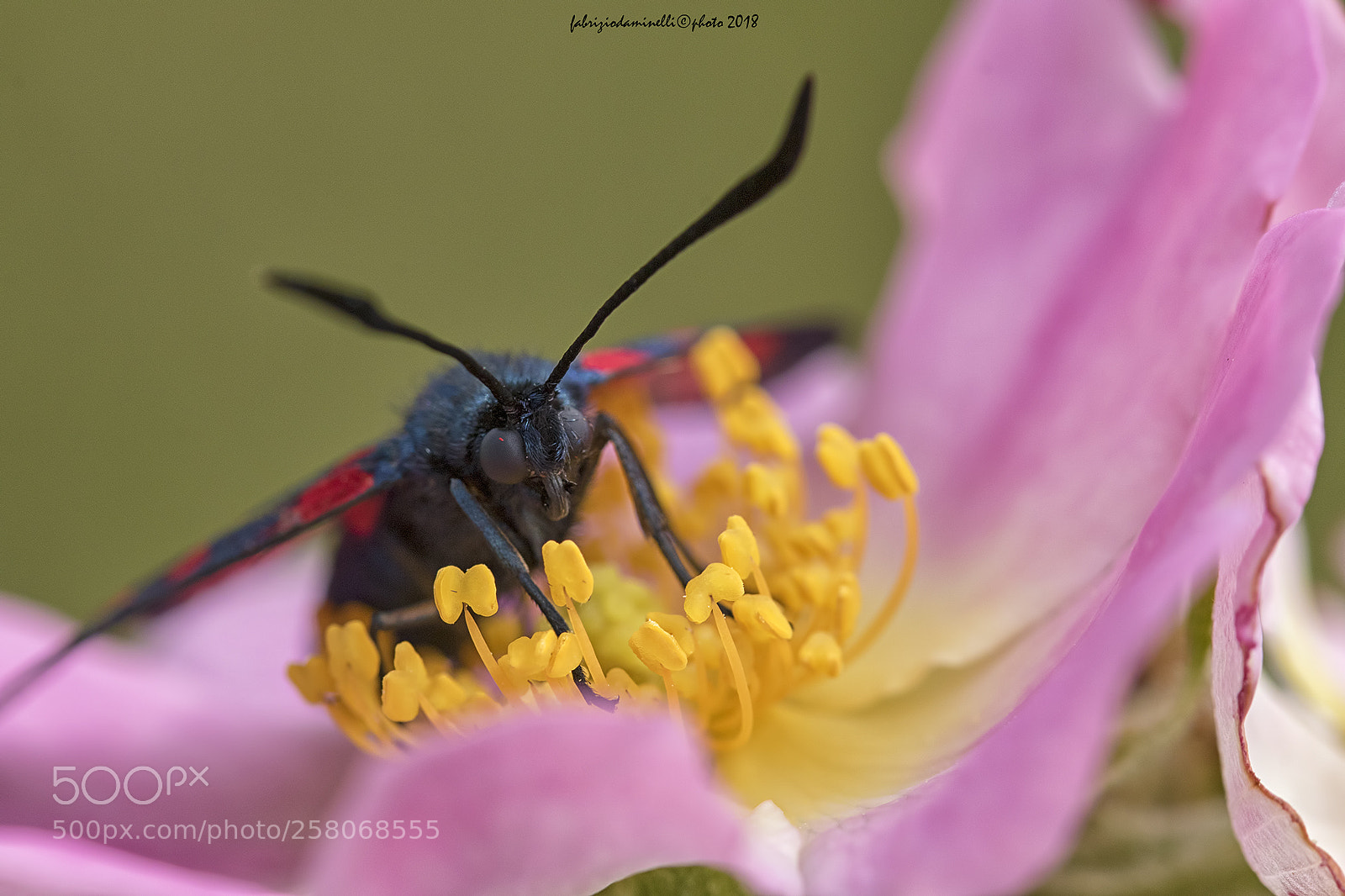 Canon EOS 7D Mark II sample photo. Zygaena filipendulae photography
