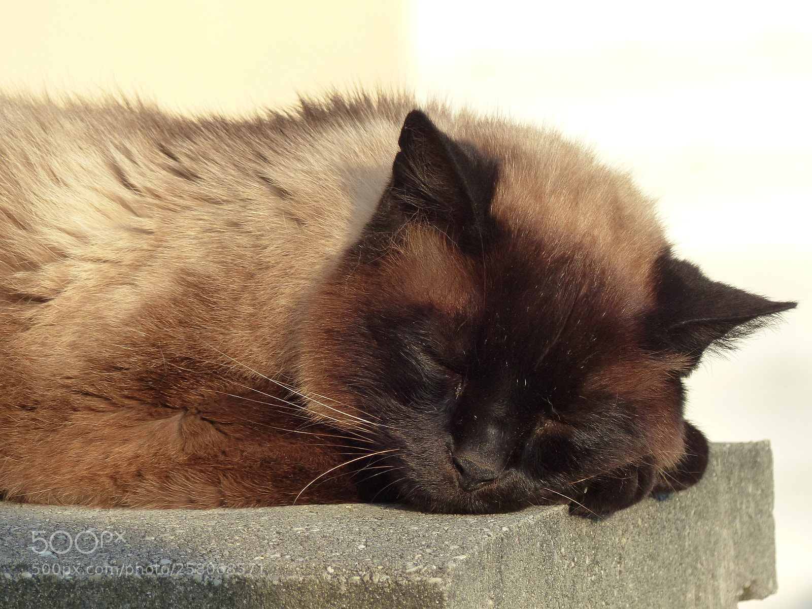 Panasonic Lumix DMC-FZ200 sample photo. P photography