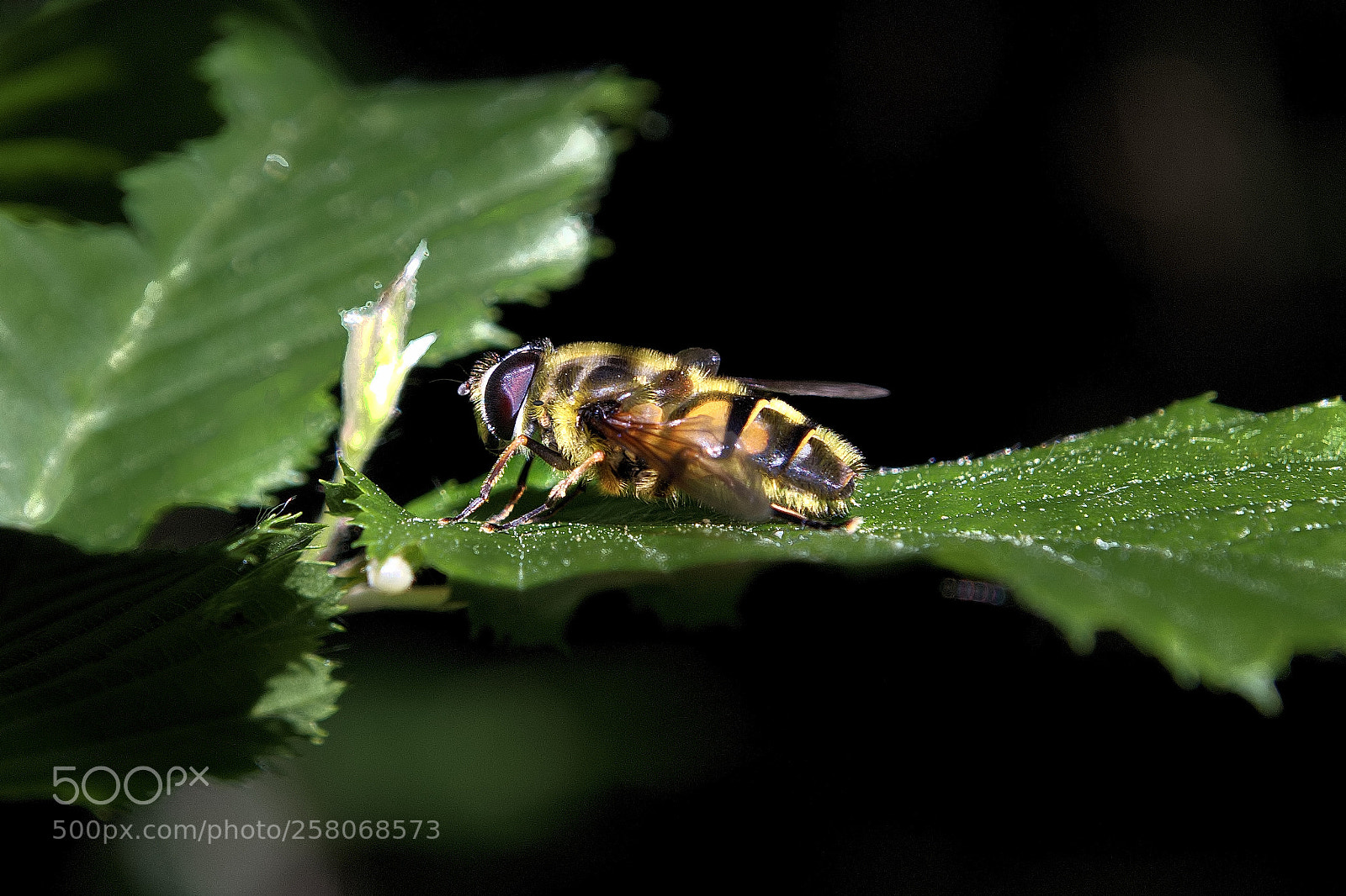 Canon EOS 70D sample photo. Insecte dans la nature photography