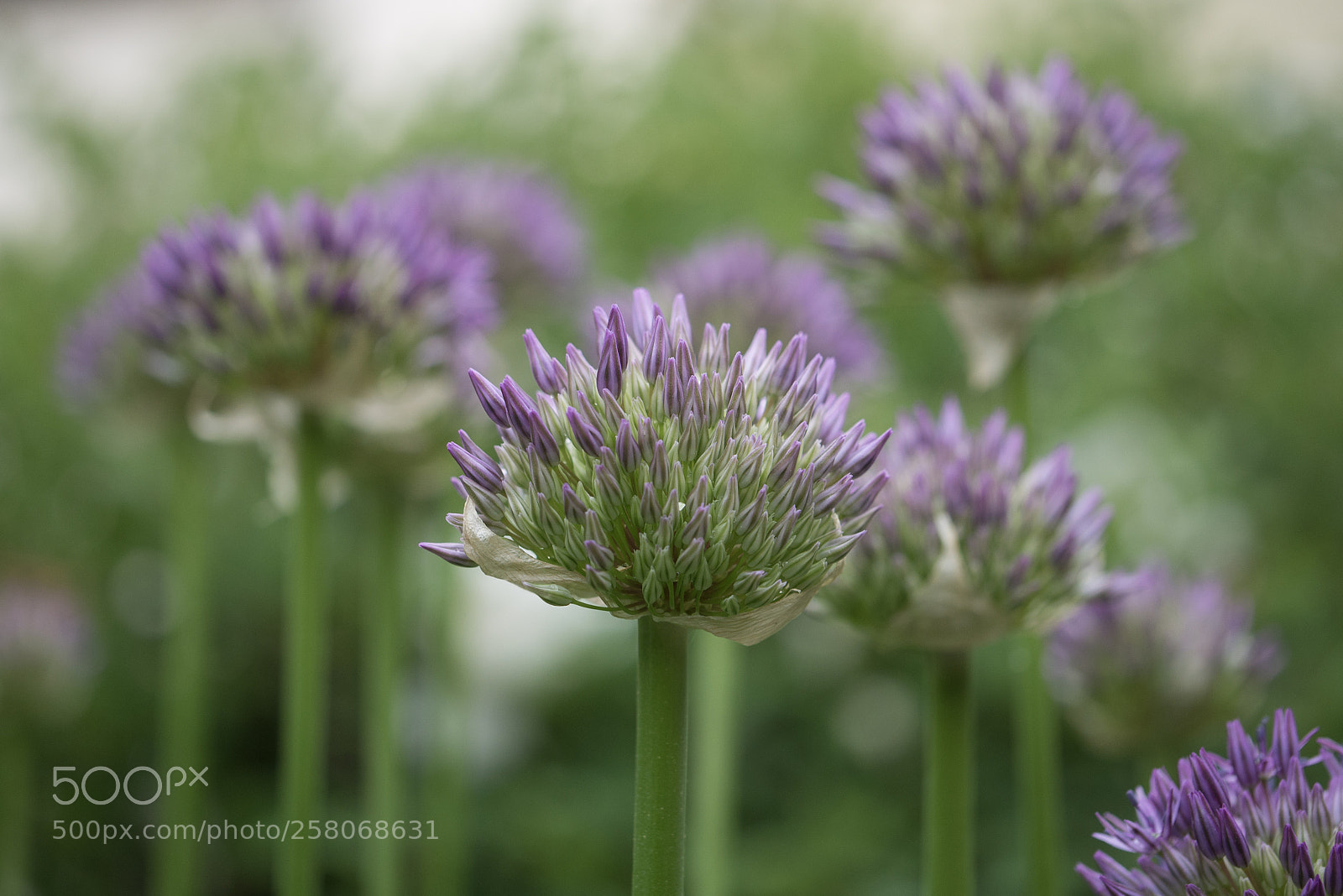 Panasonic DMC-G70 sample photo. Violet flowering photography
