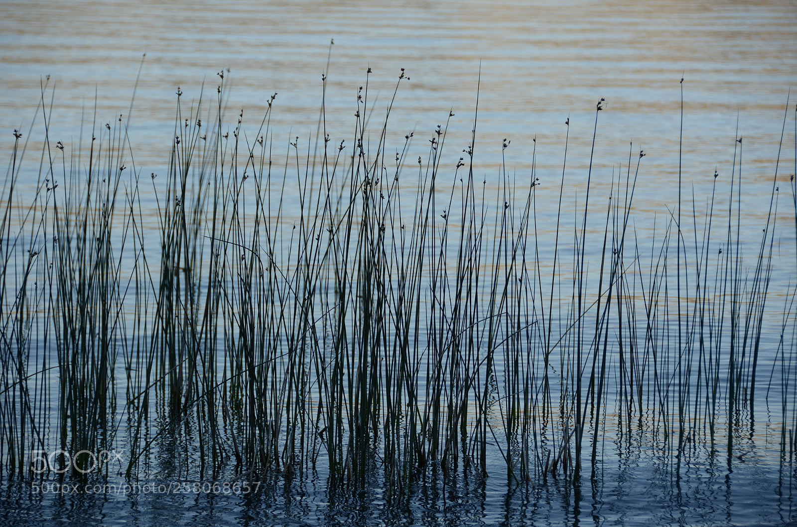Nikon D7000 sample photo. Grasses, bear lake, utah photography