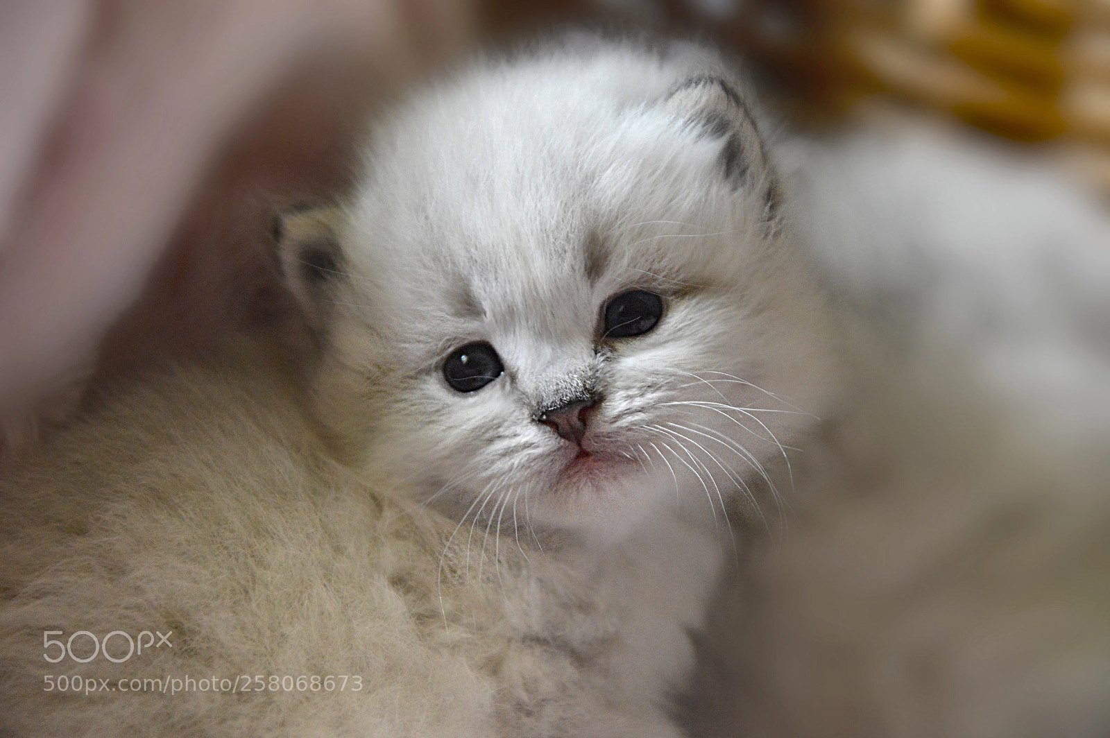 Nikon D3200 sample photo. Chili la neve*pl photography