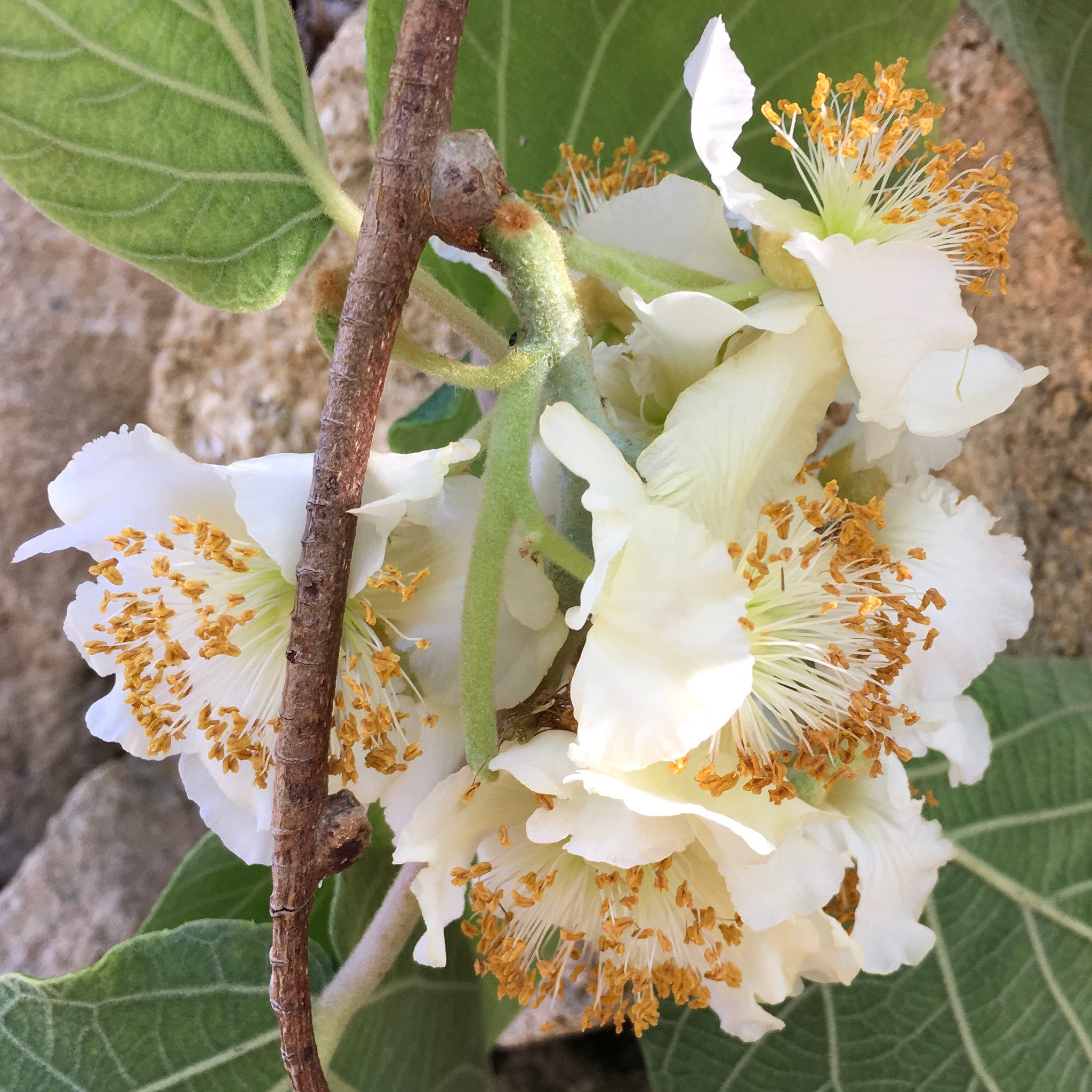 Apple iPad Pro sample photo. Flor de kiwi photography