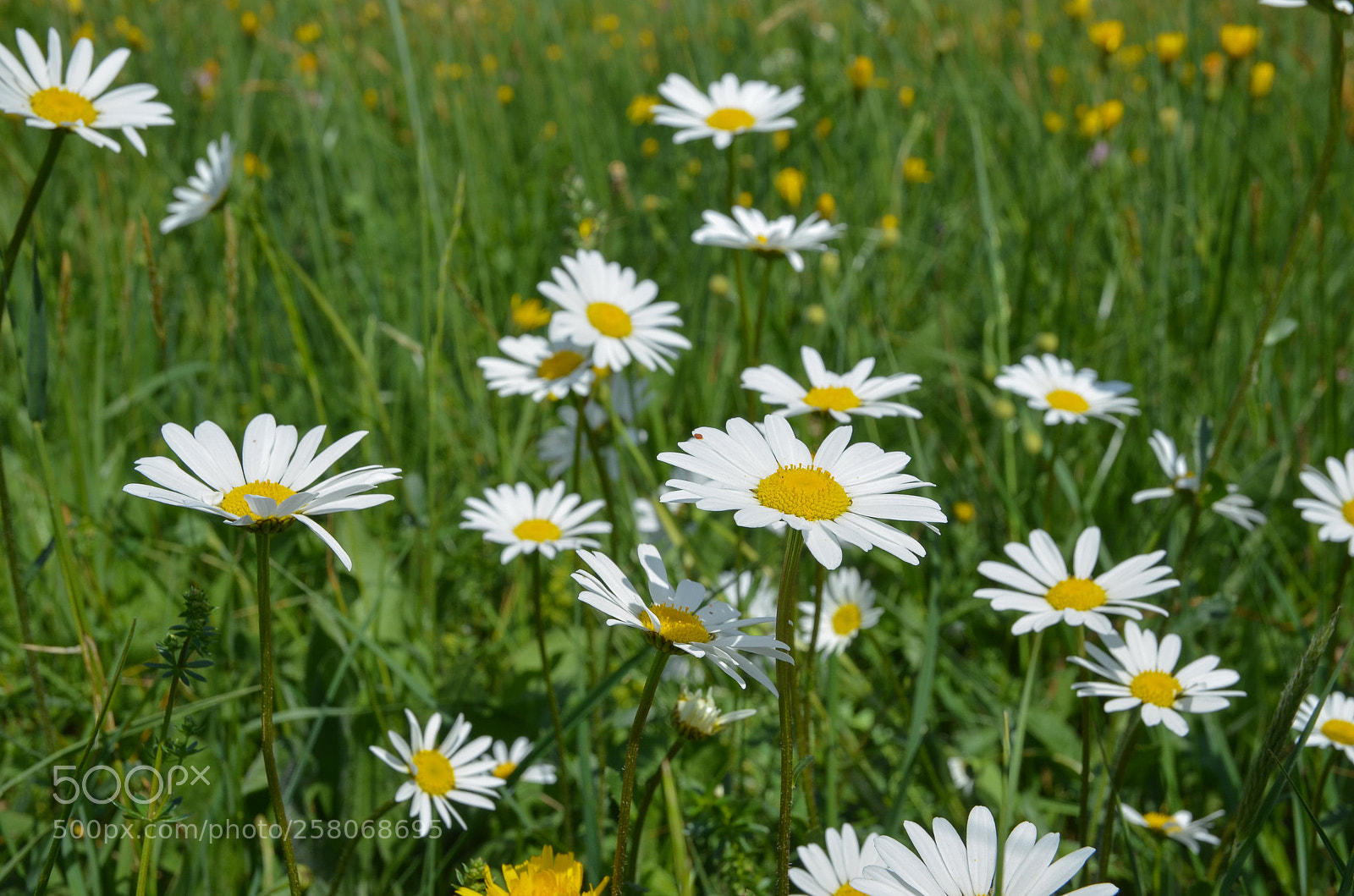 Nikon D7000 sample photo. Beauty of flowers photography