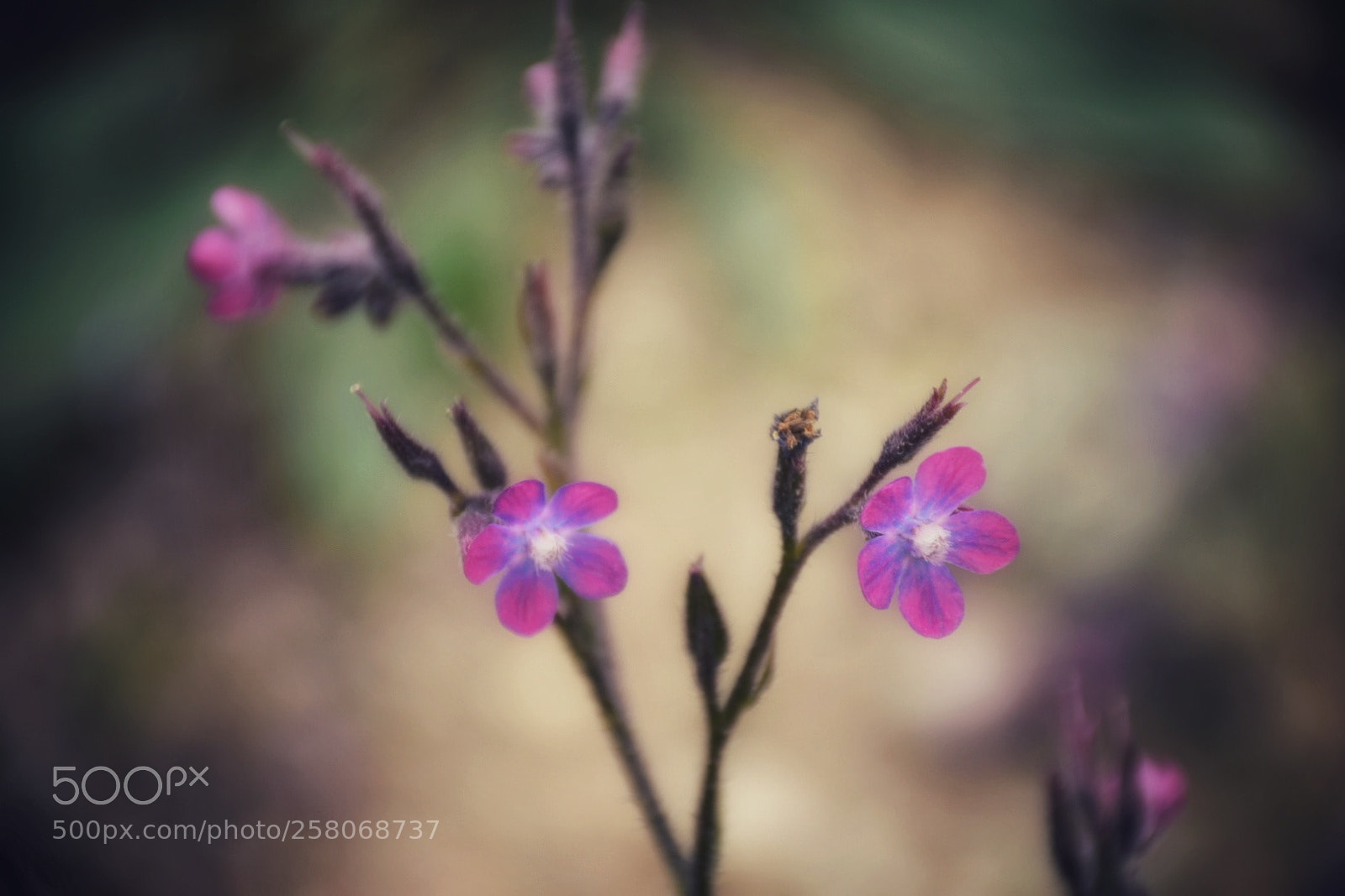 Nikon D5300 sample photo. Untitled photography