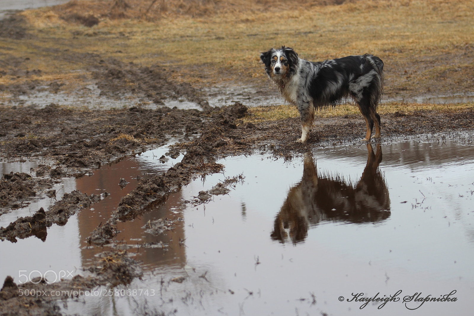 Canon EOS 1300D (EOS Rebel T6 / EOS Kiss X80) sample photo. Maizie in the mud photography