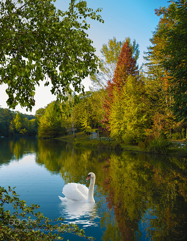 Canon EOS 6D sample photo. Colorfulfall photography