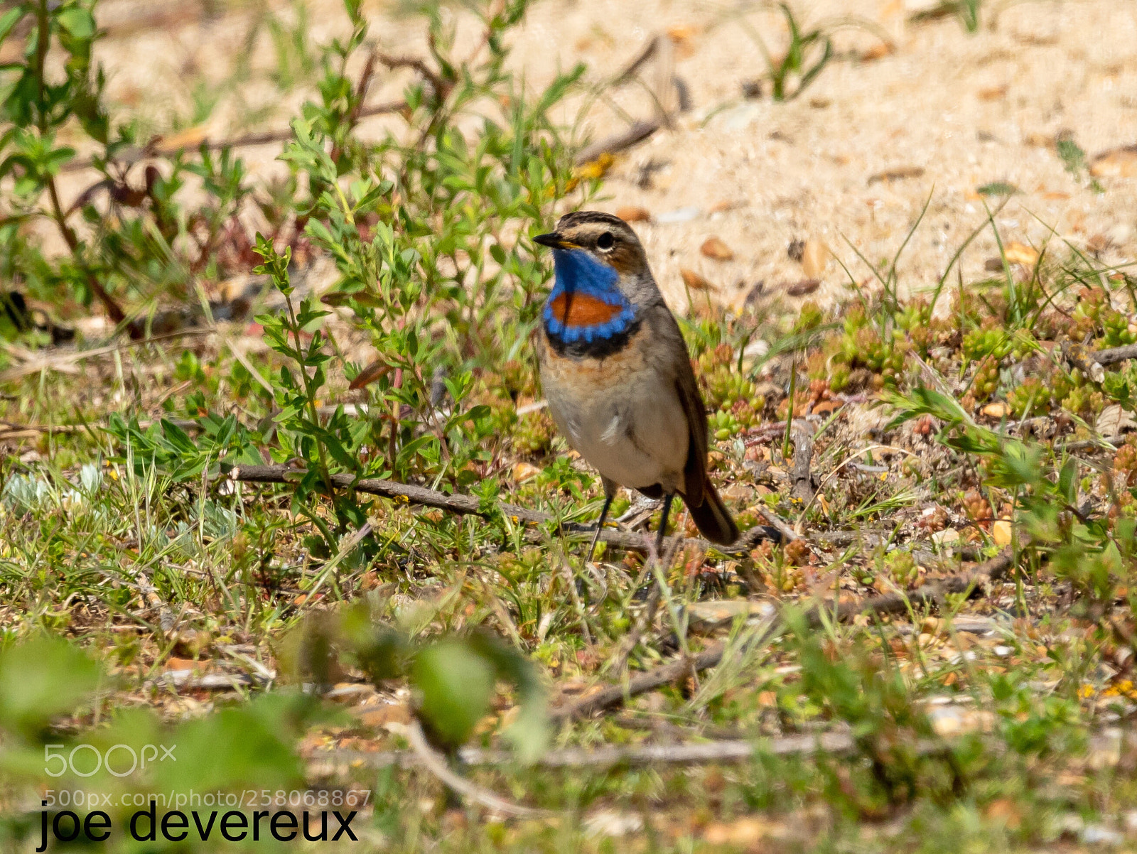 Canon EOS 7D Mark II sample photo. Red spotted bluethroat photography
