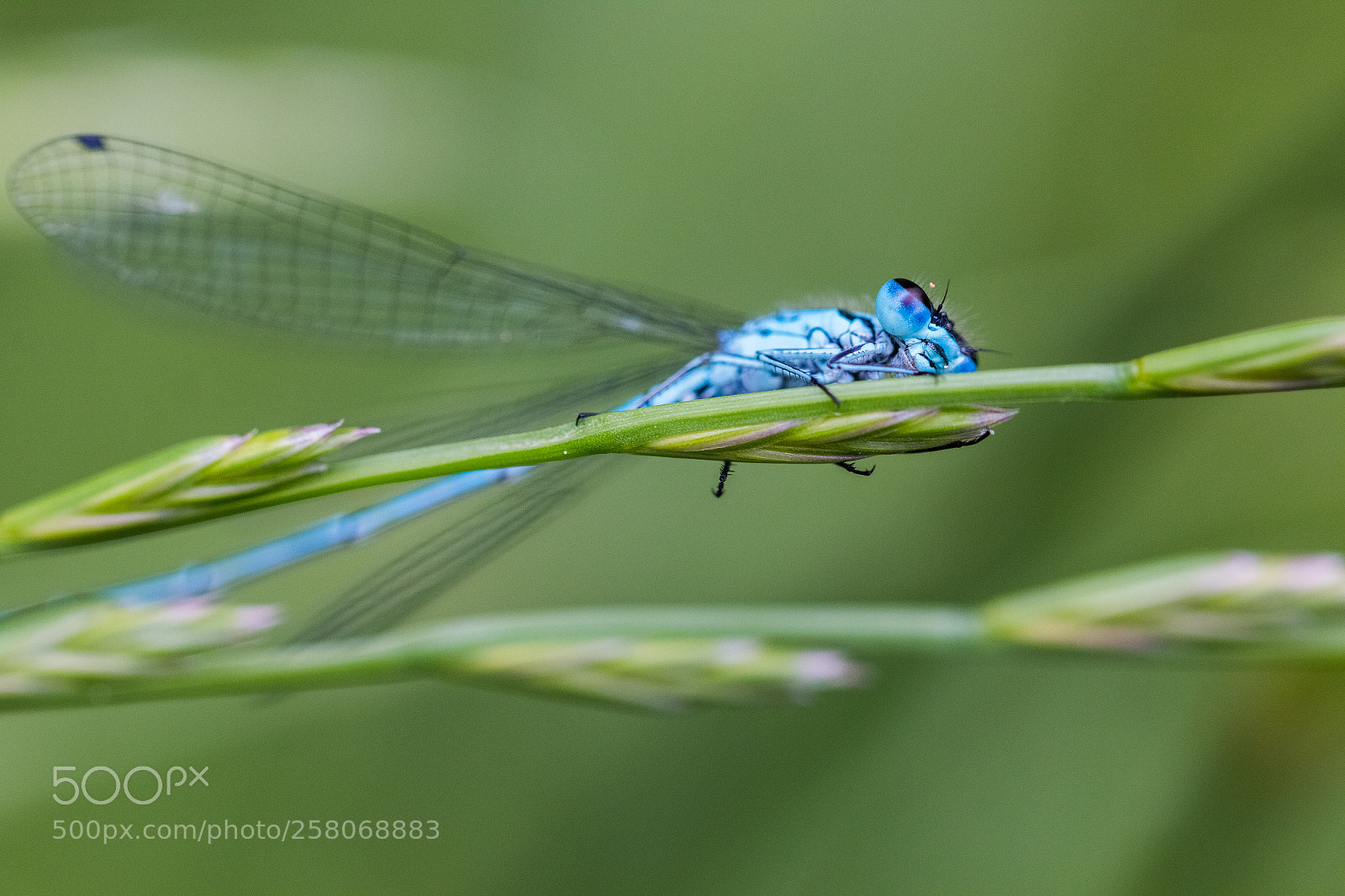 Canon EOS 70D sample photo. Untitled photography