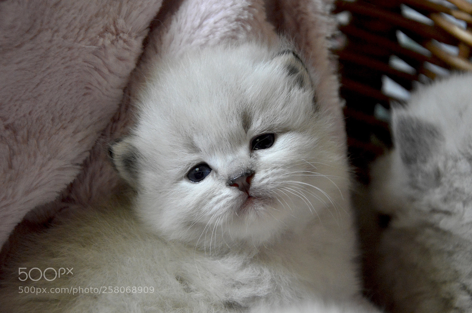 Nikon D3200 sample photo. Chili la nevepl photography