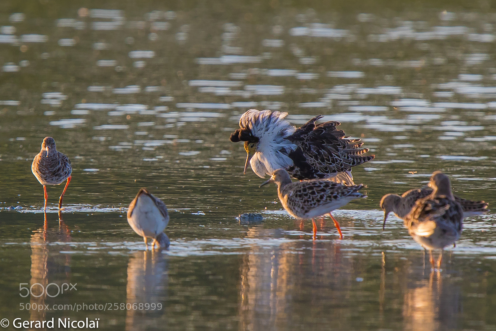 Canon EOS 7D Mark II sample photo. Ruff photography