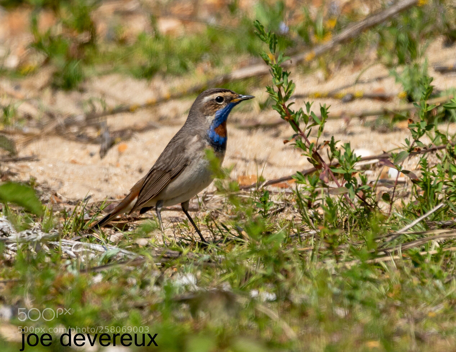 Canon EOS 7D Mark II sample photo. Red spotted bluethroat photography