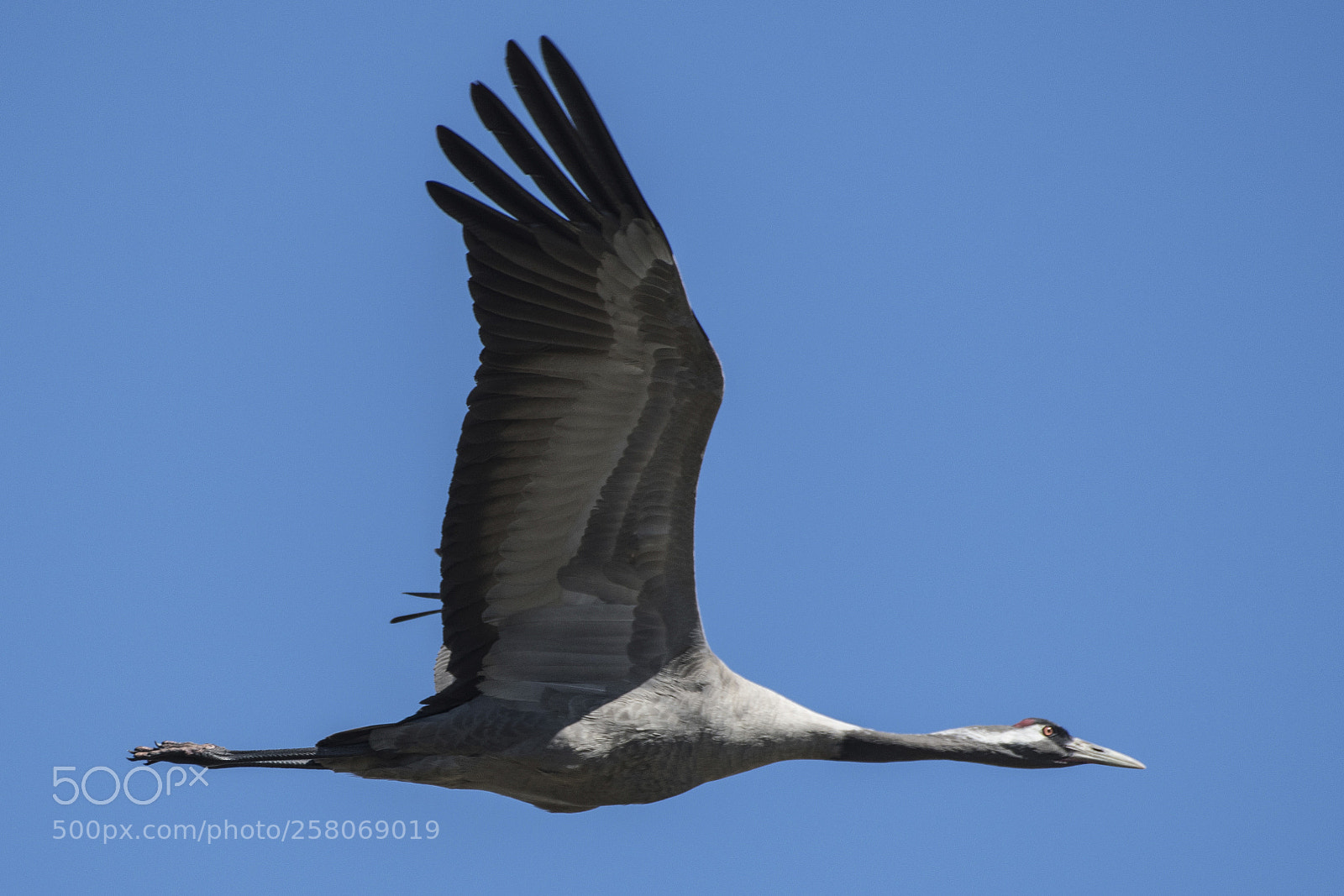 Nikon D500 sample photo. Eurasian crane photography