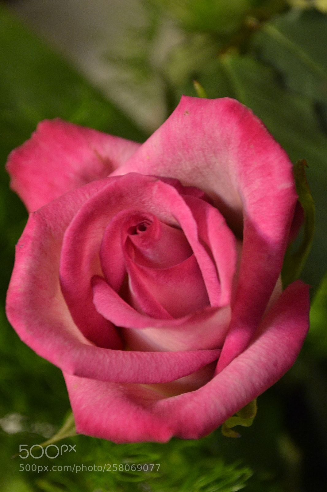 Nikon D3100 sample photo. () photography