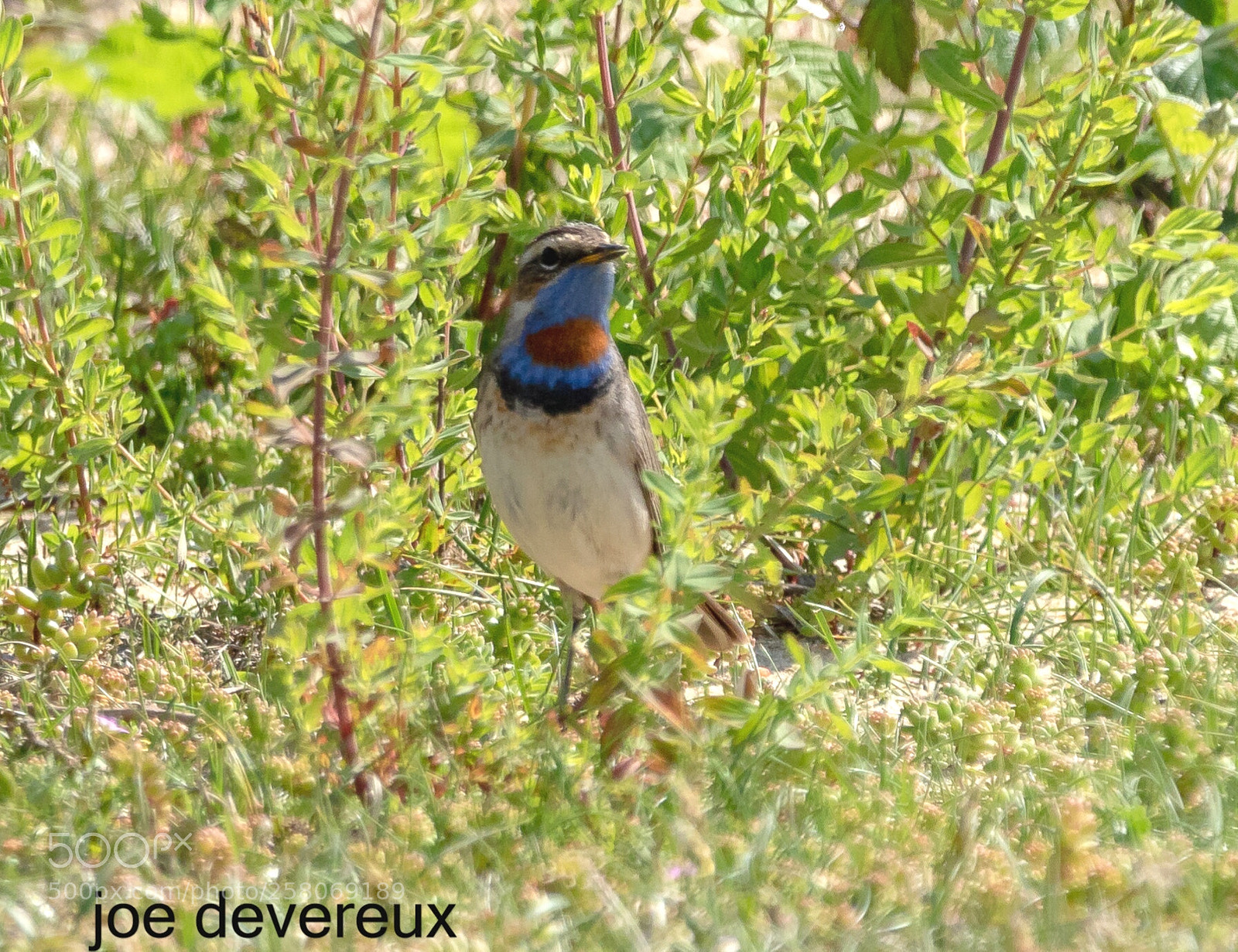 Canon EOS 7D Mark II sample photo. Red spotted bluethroat photography