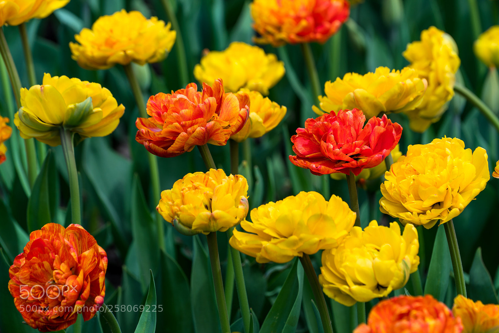 Sony a7R II sample photo. Warming up photography