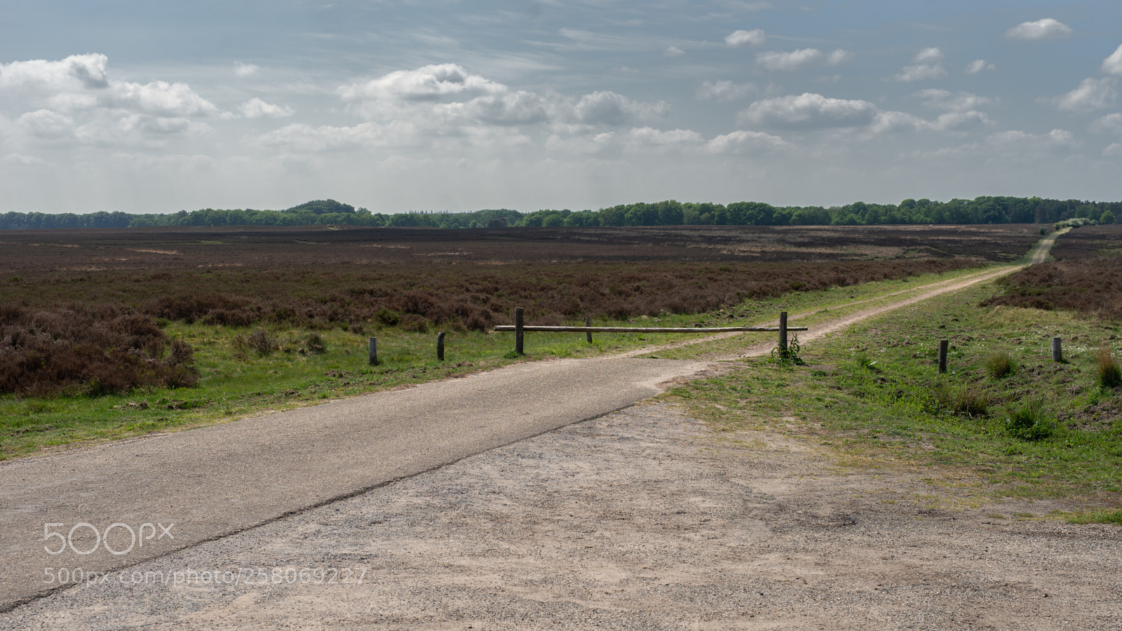 Sony a99 II sample photo. Veluwe nationaal park photography