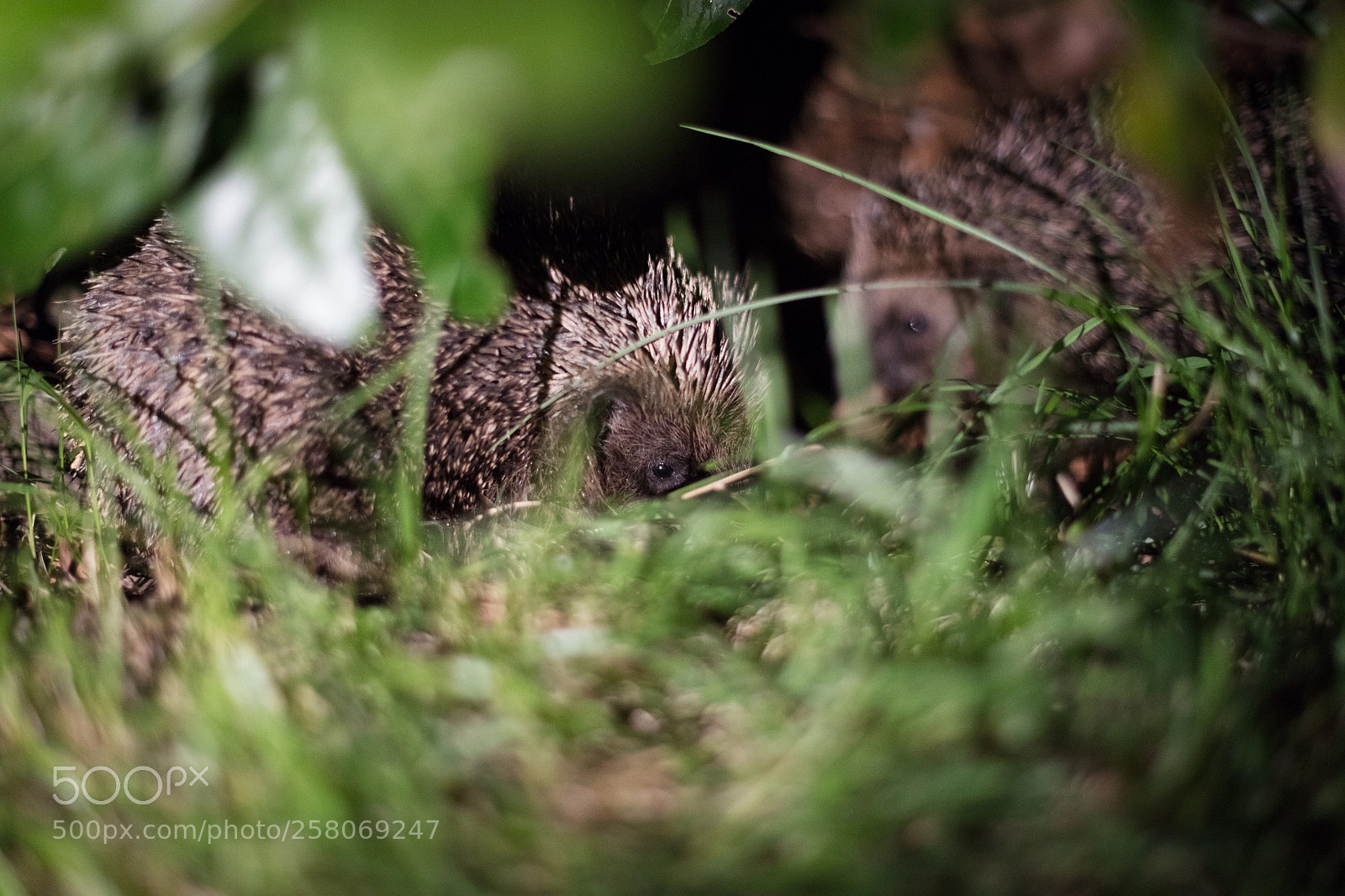 Canon EOS 5DS R sample photo. Hedgehogs #2 photography