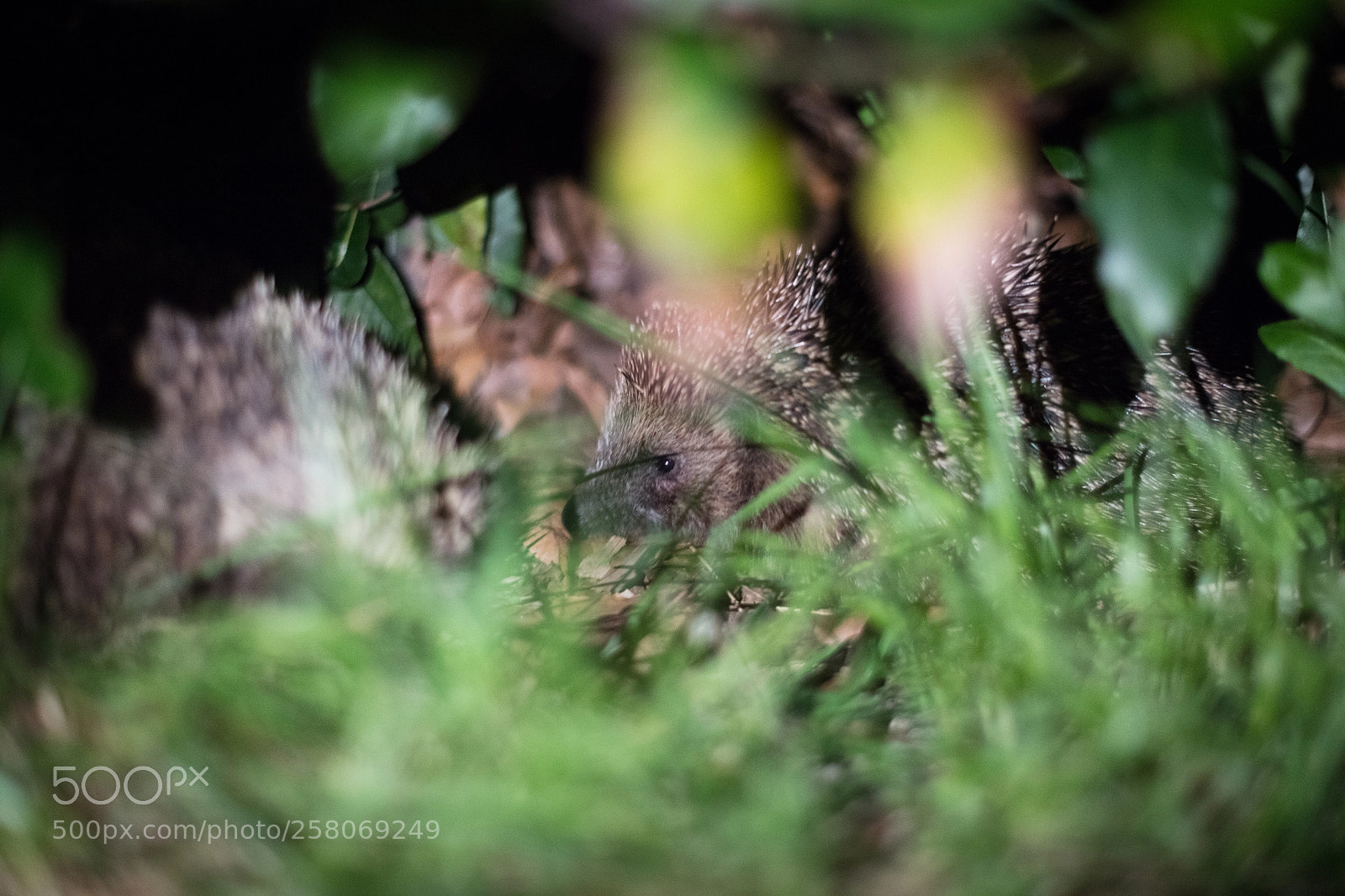 Canon EOS 5DS R sample photo. Hedgehogs #1 photography