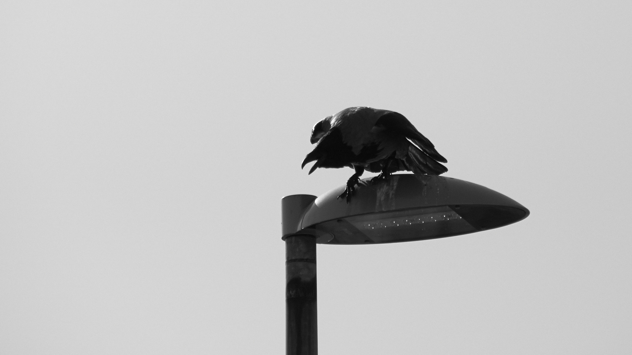 Olympus PEN E-PL5 sample photo. Hooded crow photography