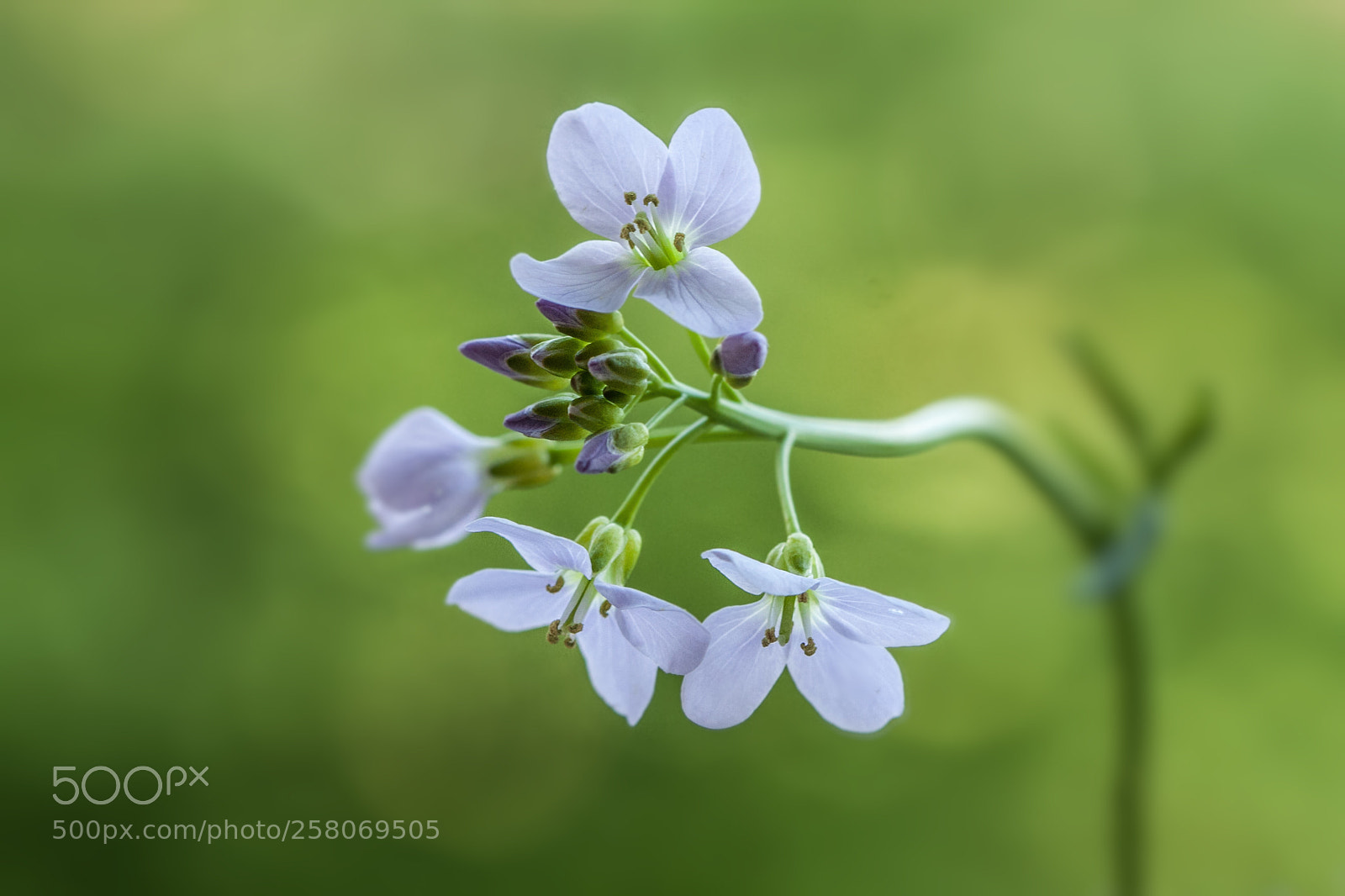 Canon EOS 50D sample photo. Purple beauty photography