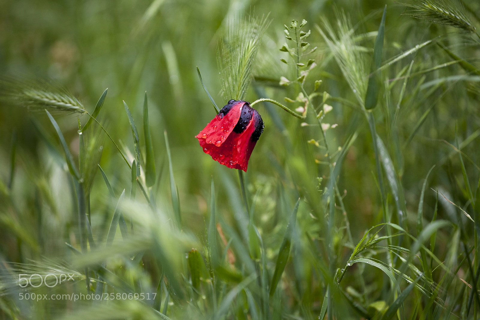 Canon EOS 5D sample photo. Flower photography