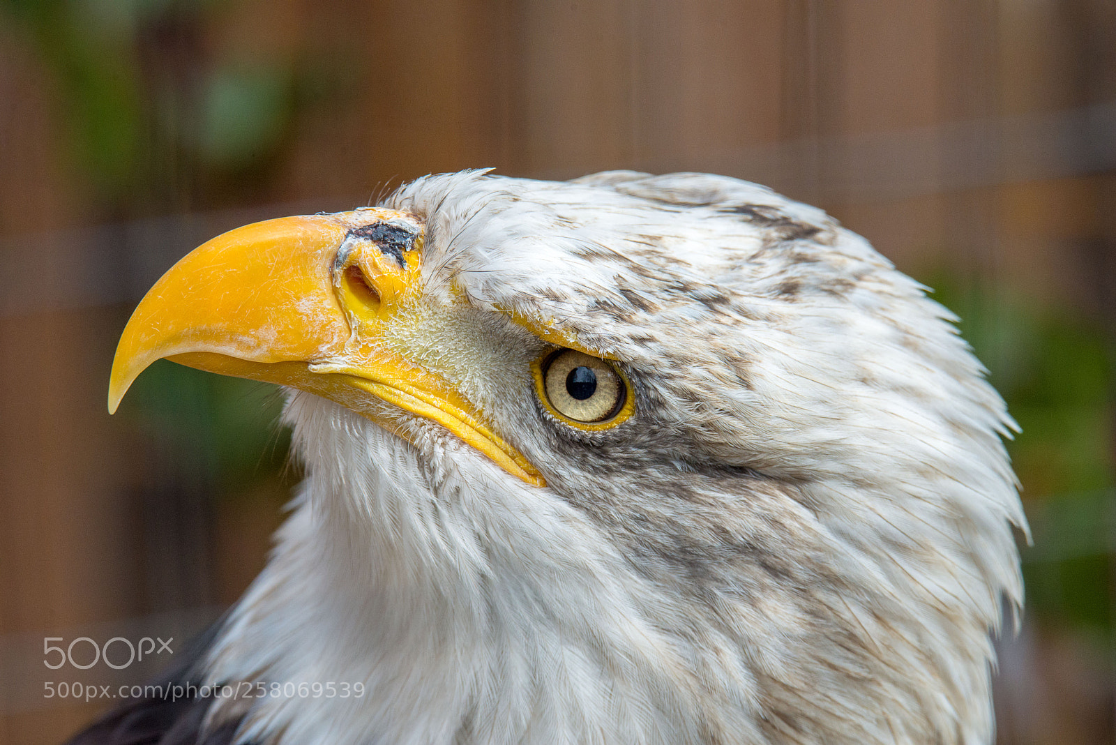 Nikon D610 sample photo. Sharp eye photography
