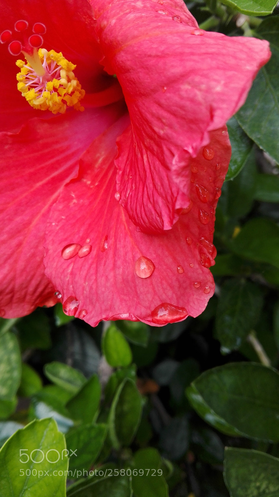 HUAWEI P8 Lite sample photo. Untitled photography