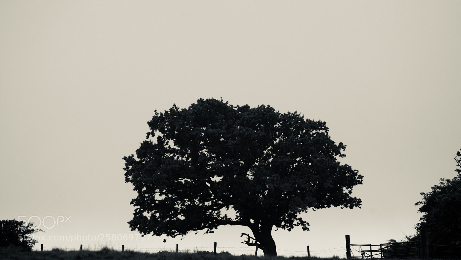Sony Alpha NEX-7 sample photo. Always waiting. photography
