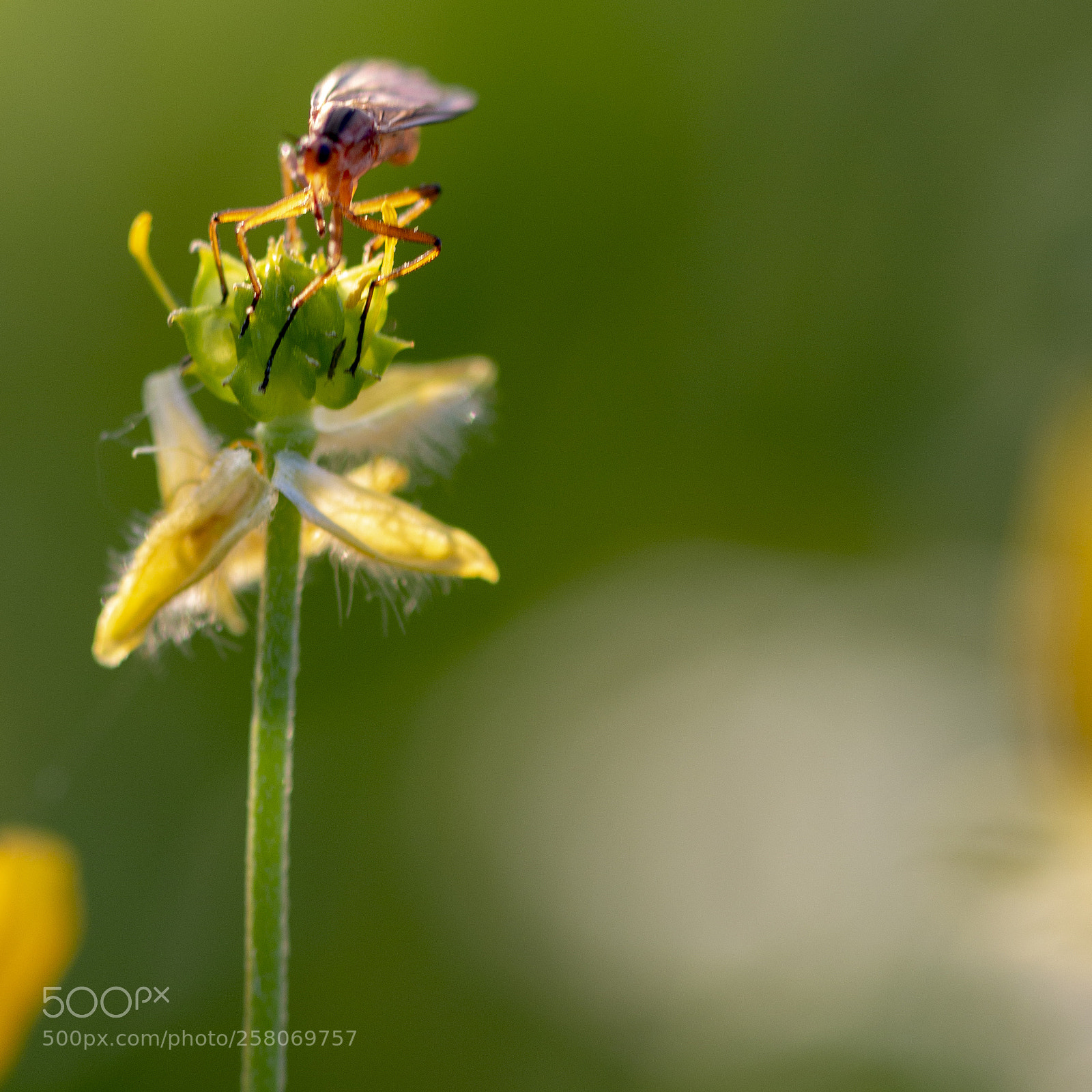 Canon EOS 70D sample photo. On the flower photography