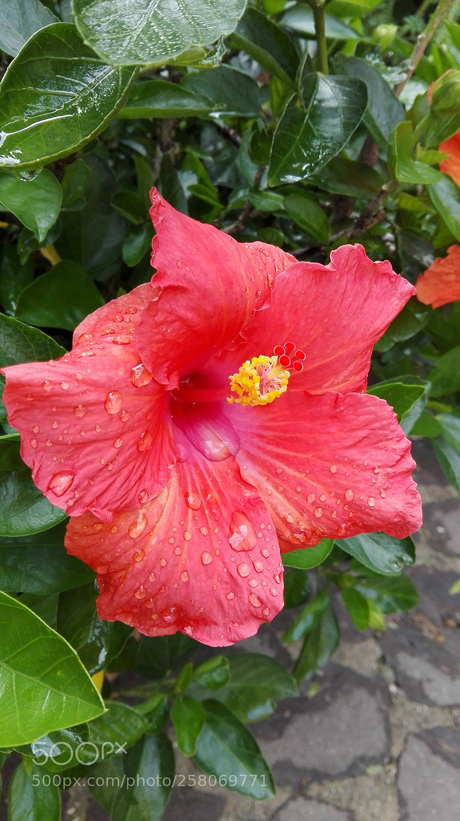 HUAWEI P8 Lite sample photo. Untitled photography