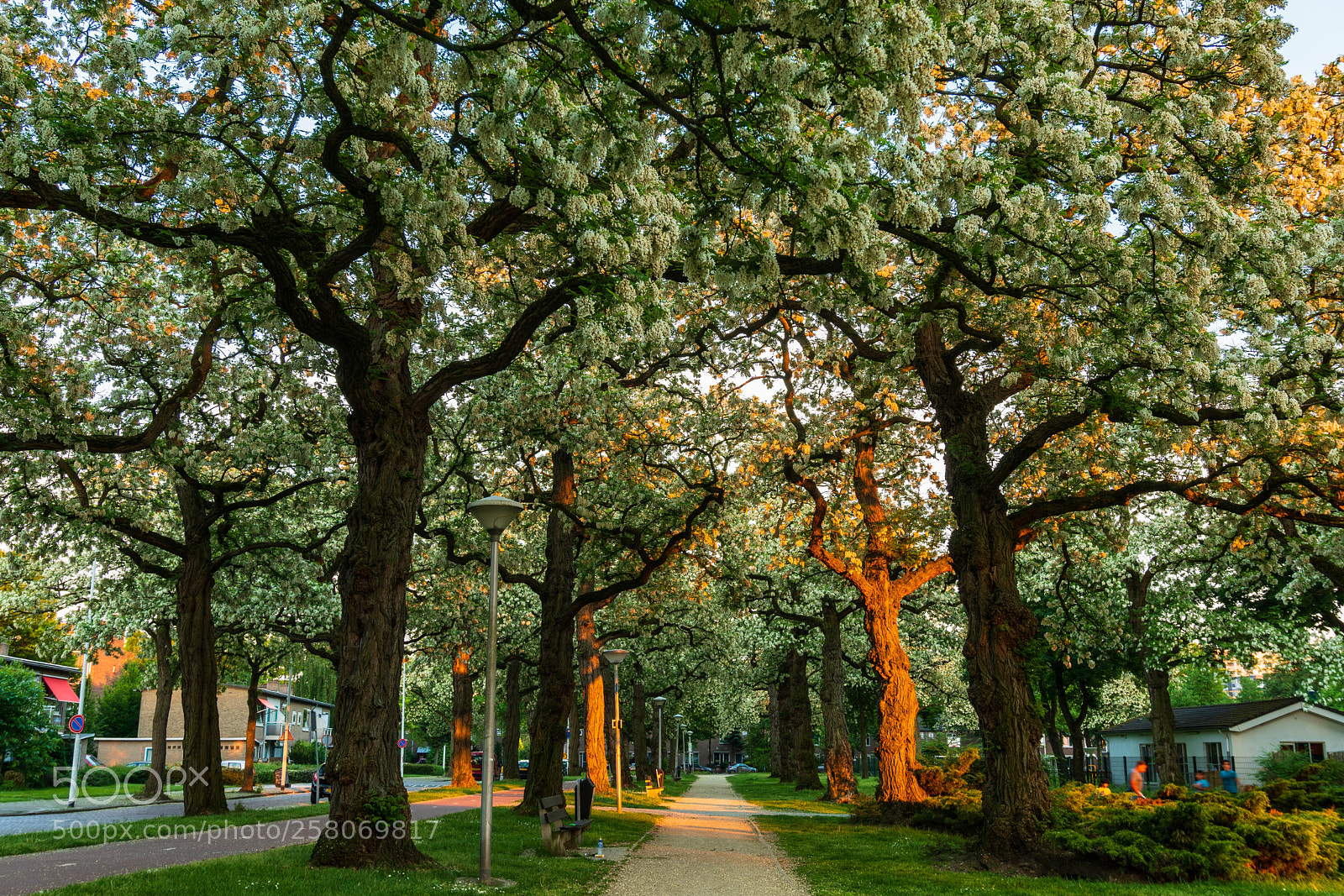 Sony a6300 sample photo. Strip s with flowers photography