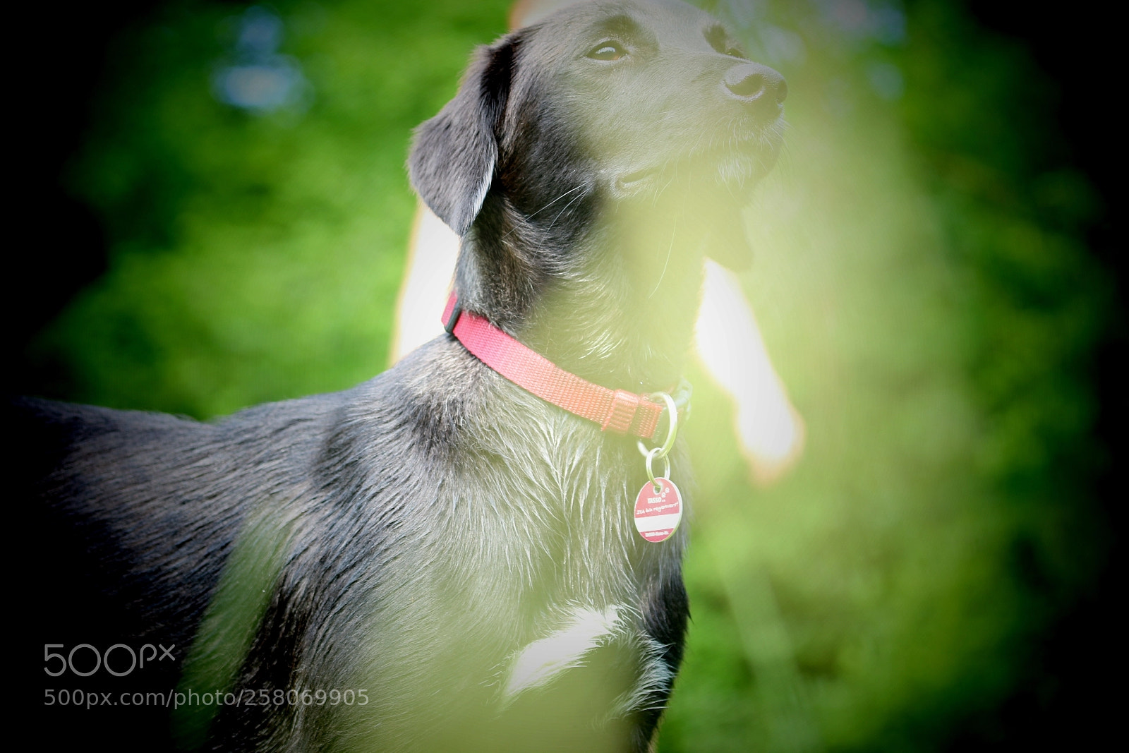 Canon EOS 70D sample photo. Untitled photography