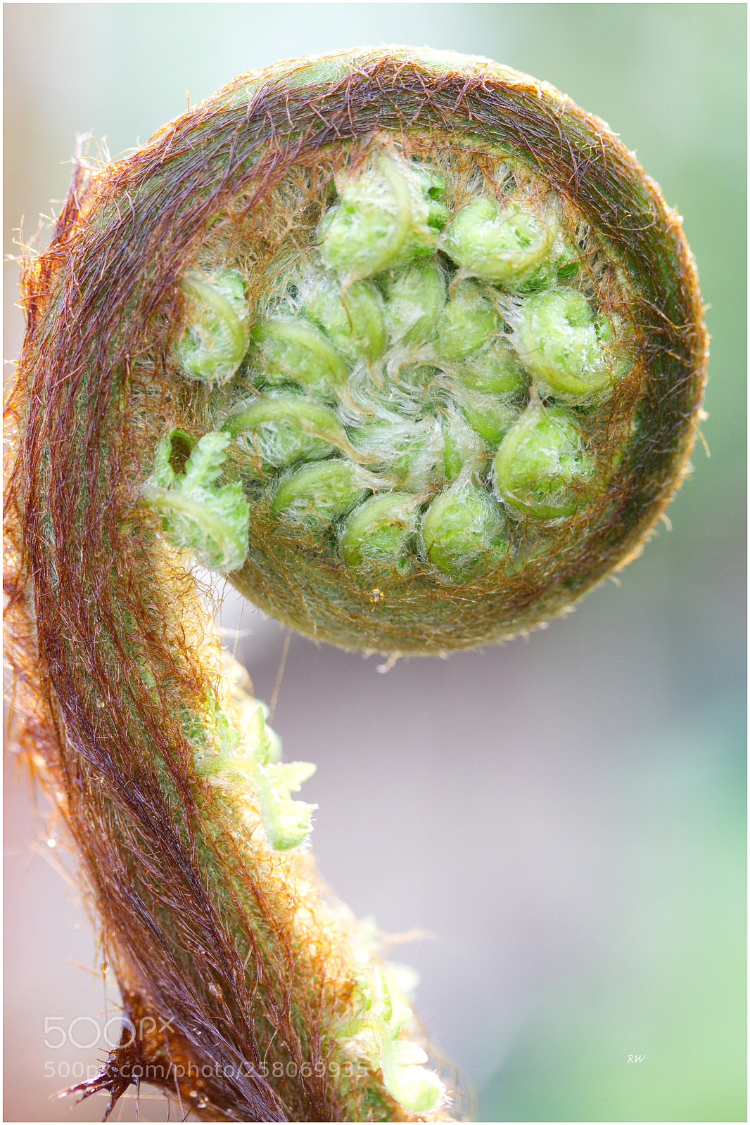 Canon EOS 7D sample photo. Dicksonia antarctica photography