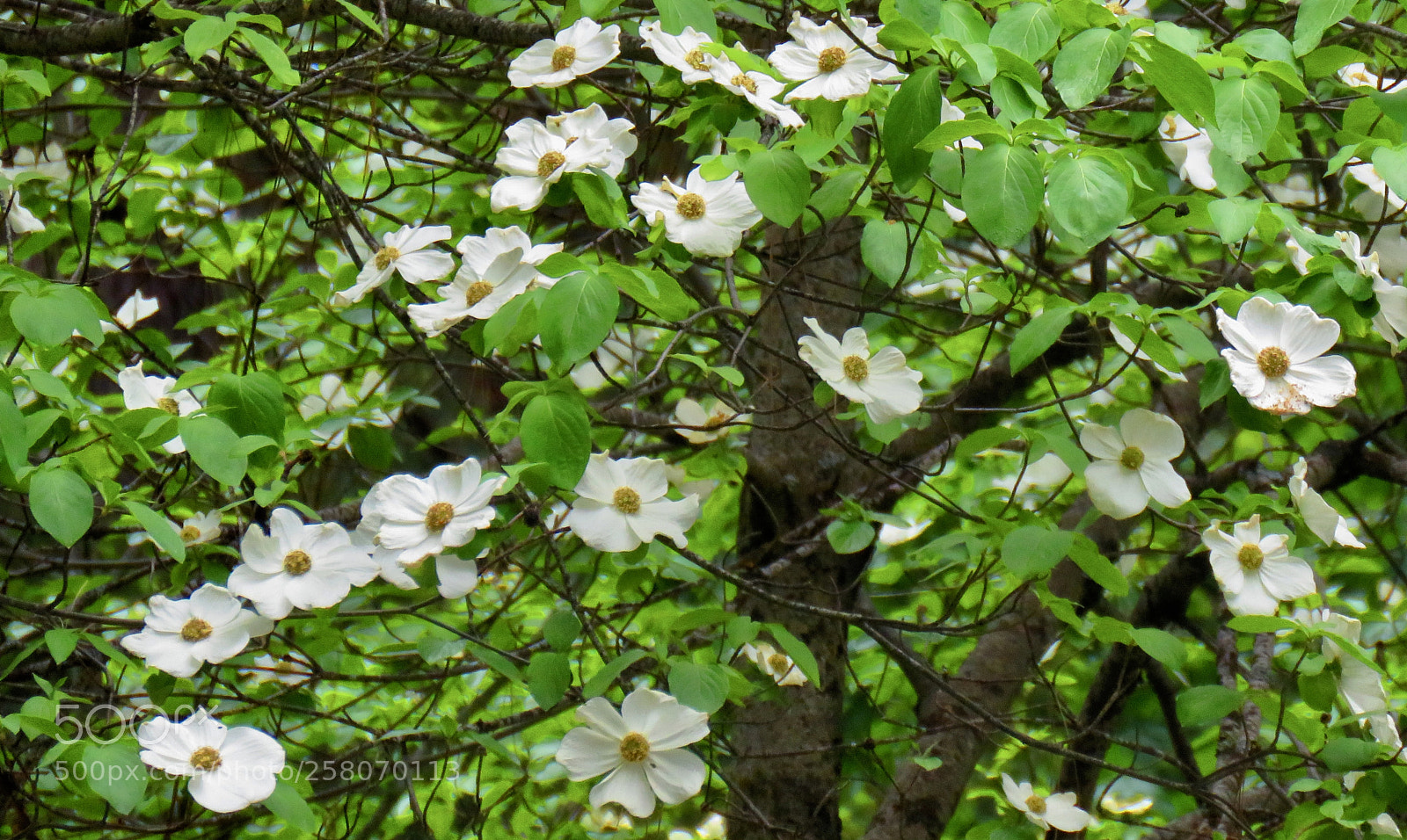 Canon PowerShot SX60 HS sample photo. Dogwood riot photography