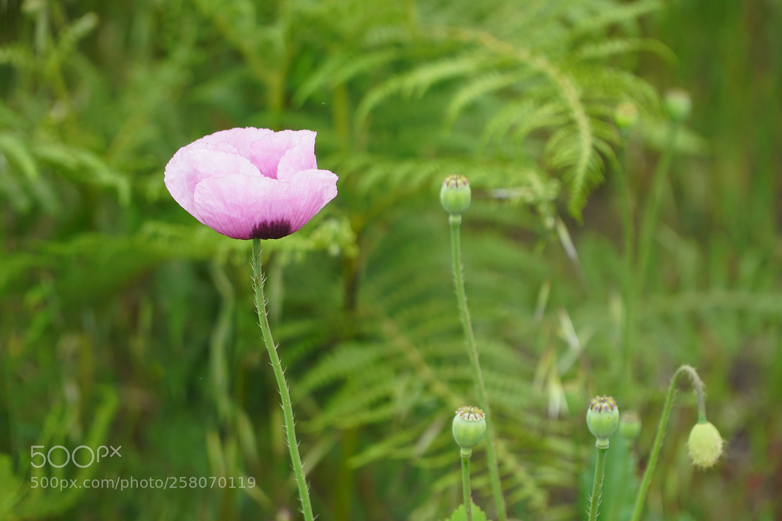 Sony a6500 sample photo. Kornblume auf la gomera photography