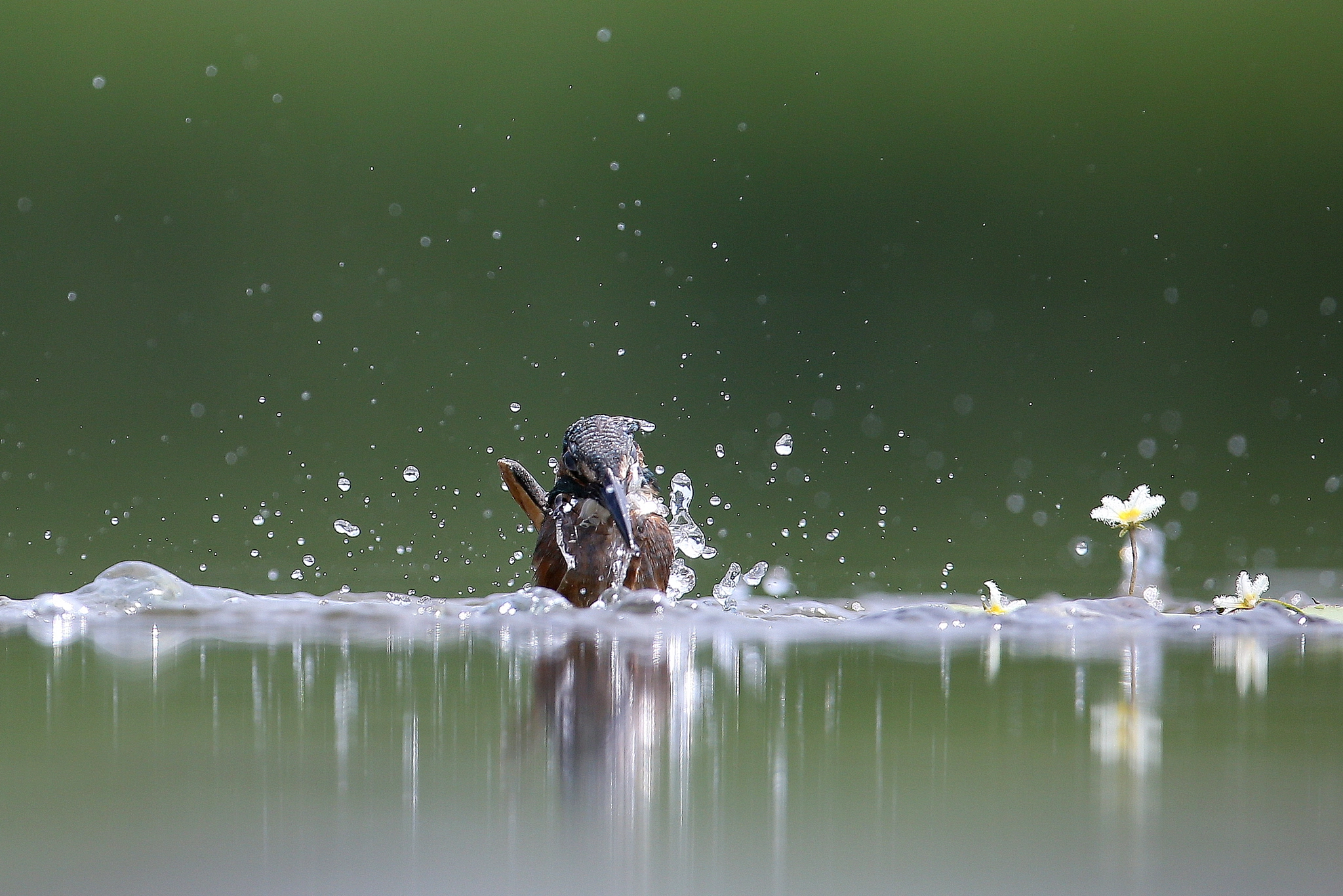 Canon EF 600mm f/4L IS sample photo. 물총새 사냥 photography