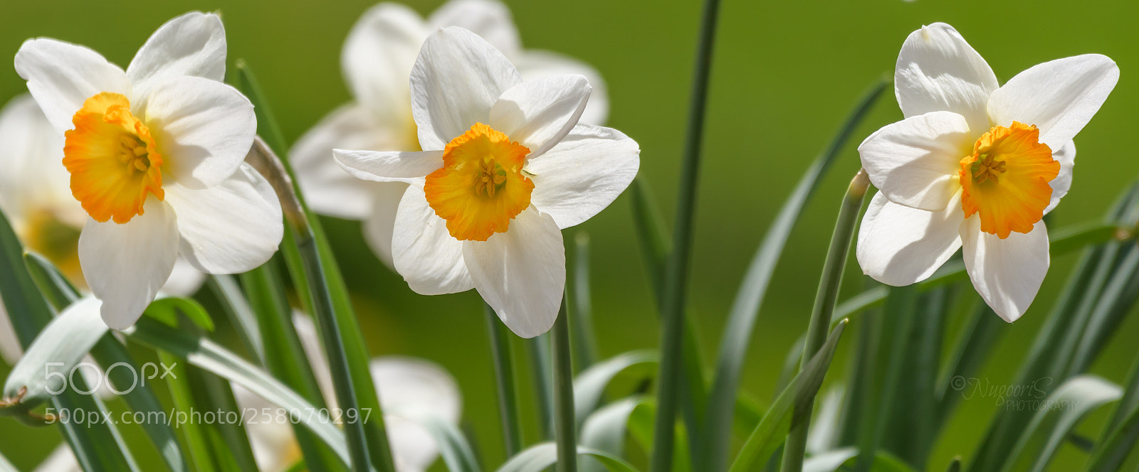 Nikon D500 sample photo. Daffodil - spring photography