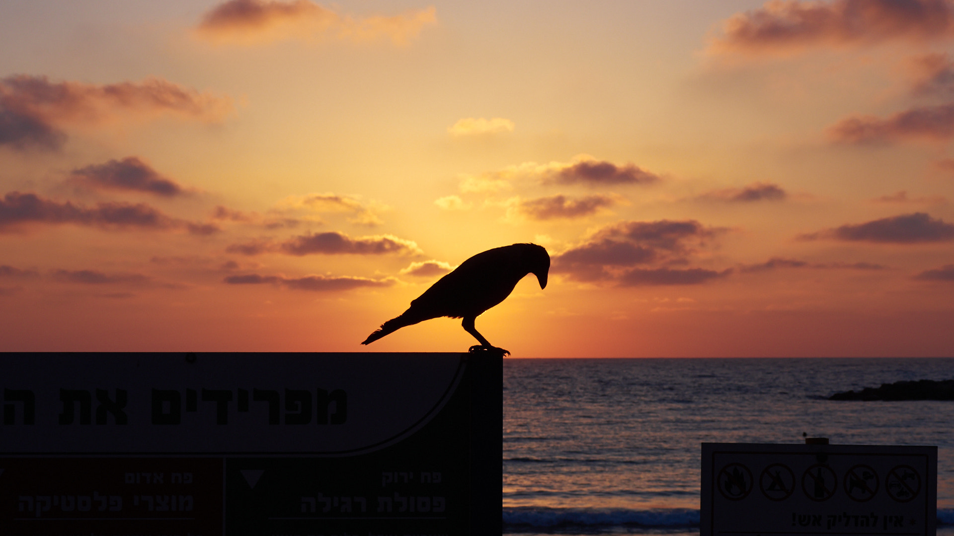 Olympus PEN E-PL5 sample photo. Sunset crow photography