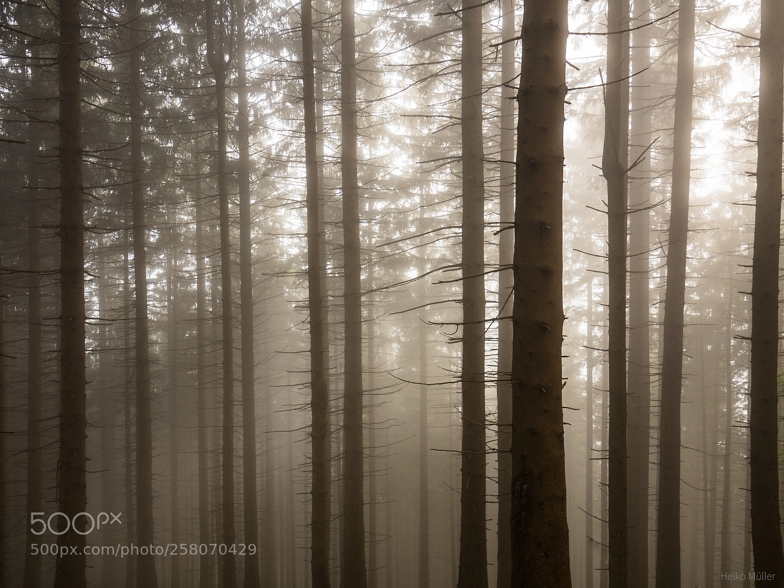 Olympus OM-D E-M5 II sample photo. Mystic forest photography