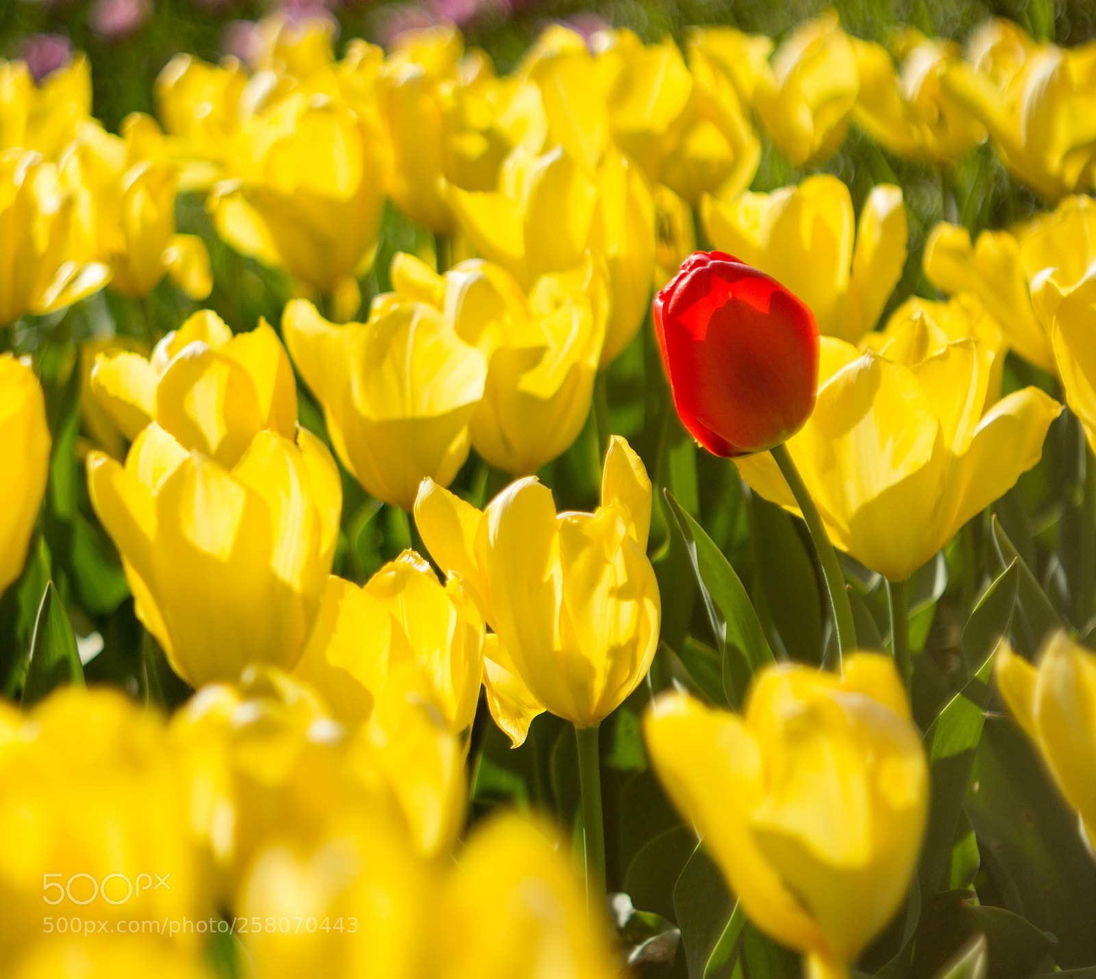 Canon EOS 600D (Rebel EOS T3i / EOS Kiss X5) sample photo. Tulips photography