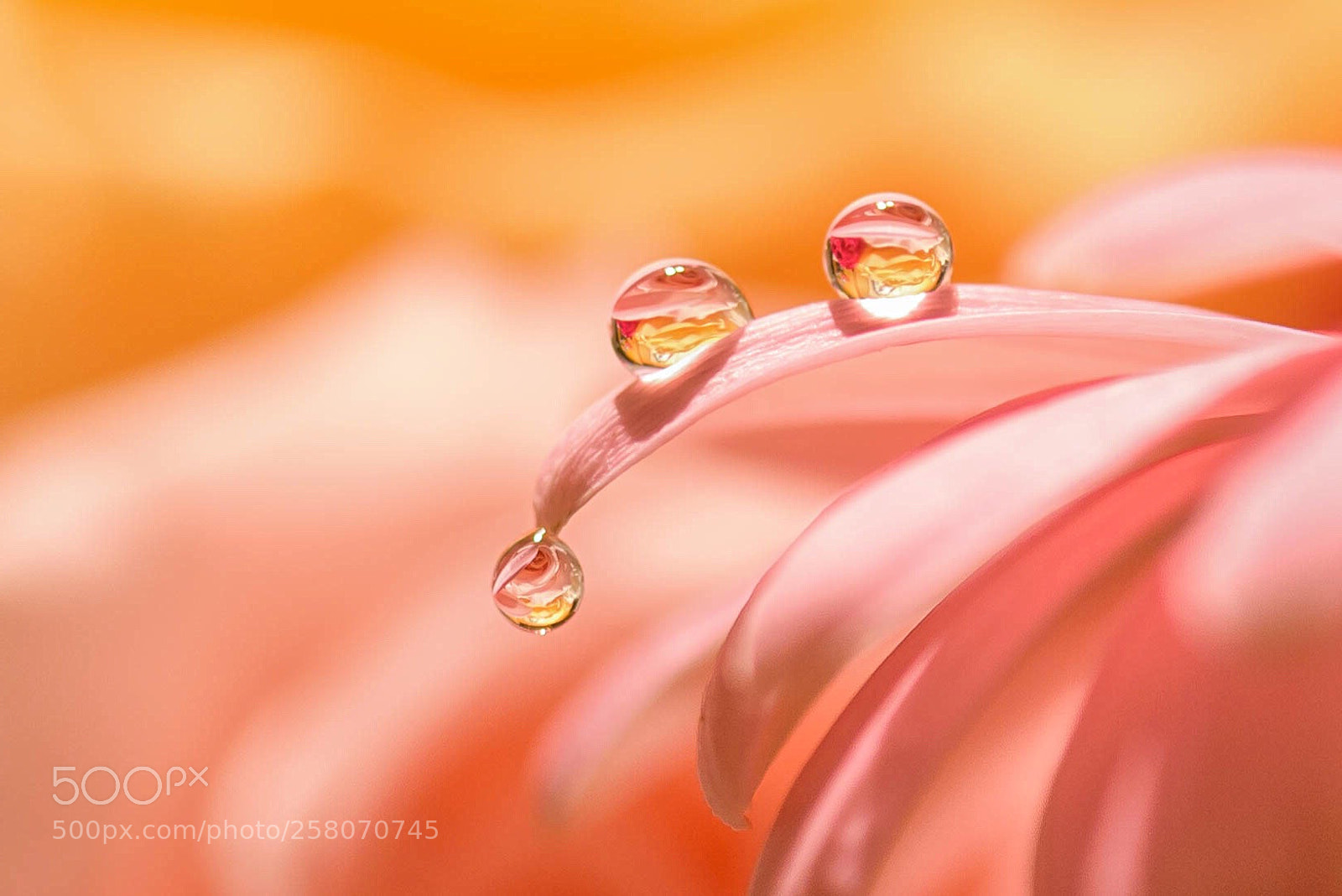 Nikon D750 sample photo. Droplets photography