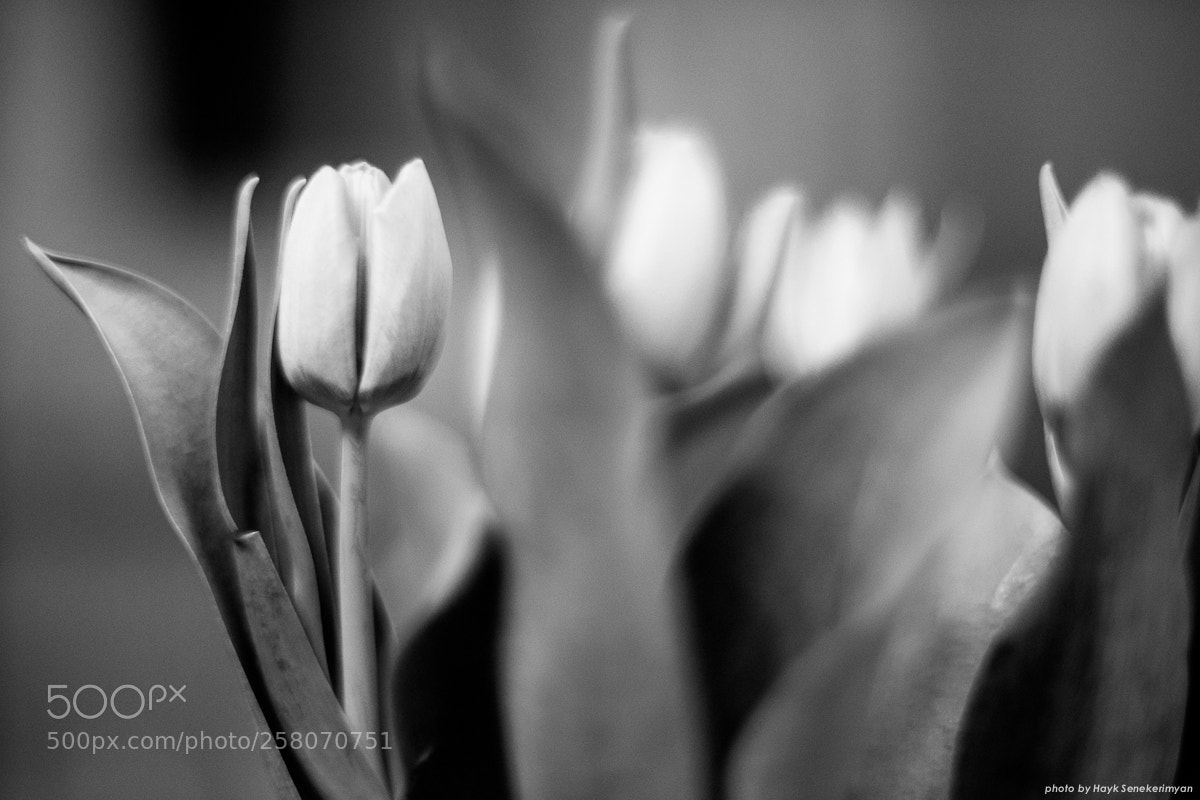 Fujifilm X-T10 sample photo. Tulips. photography