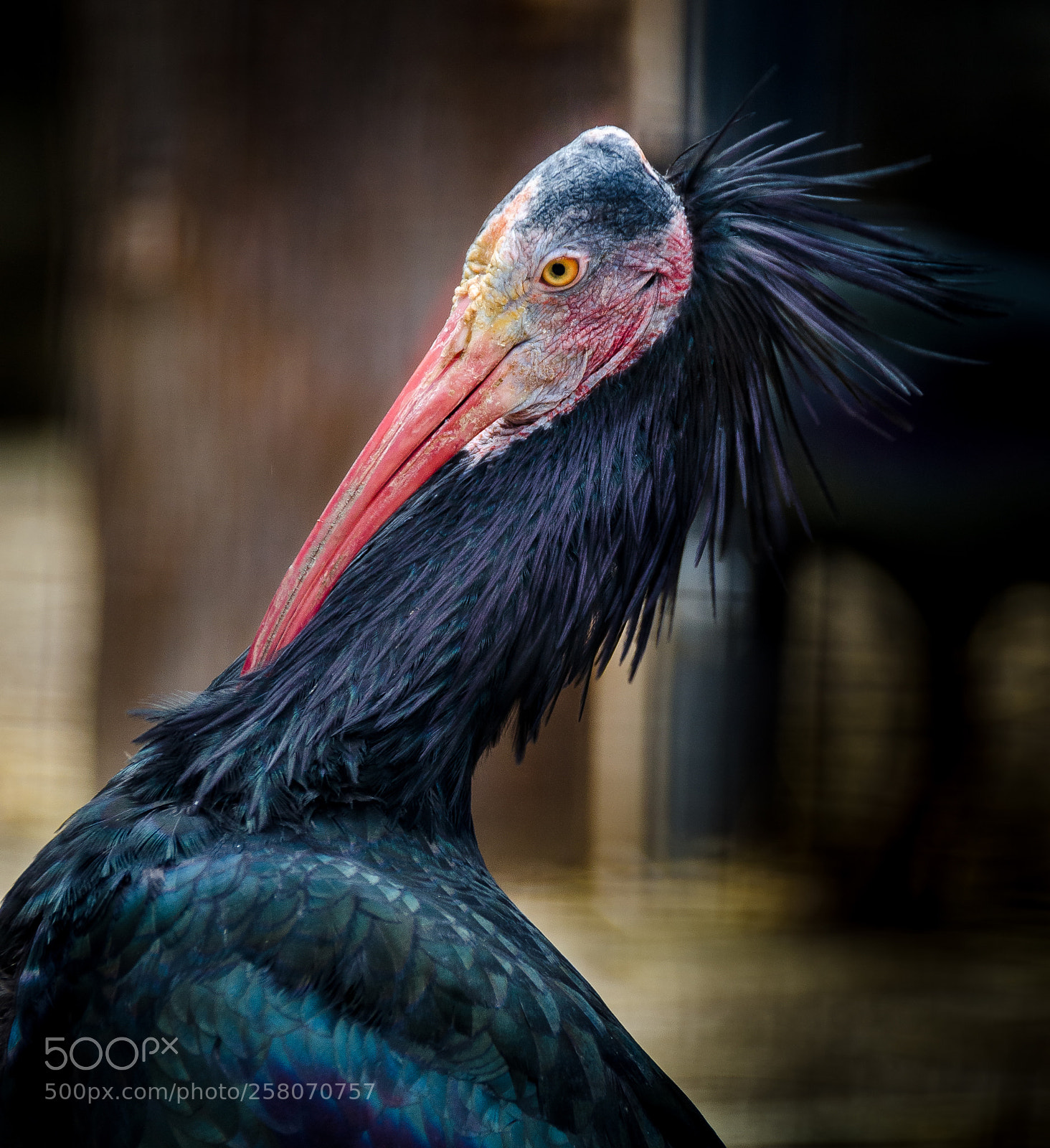 Nikon D5100 sample photo. Hermit ibis photography