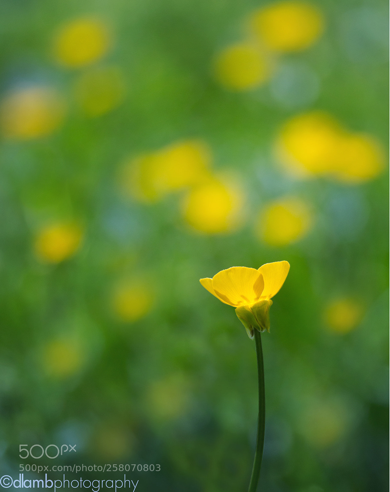 Canon EOS 70D sample photo. May flowers photography