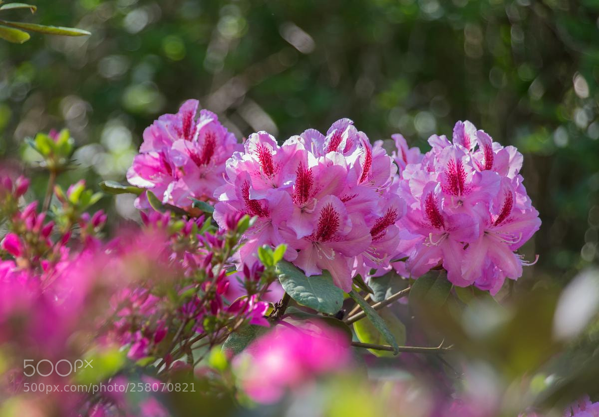 Canon EOS 6D sample photo. Spring flowers - rhododendron photography