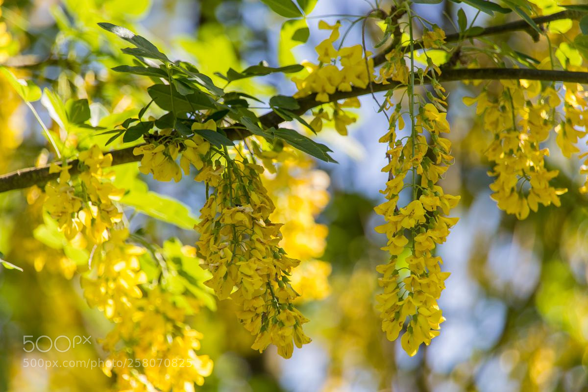 Canon EOS 6D sample photo. Yellow flowers of the photography