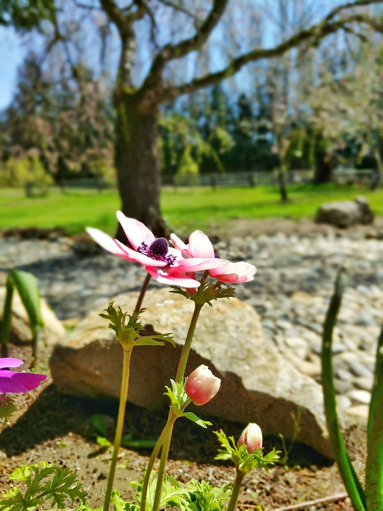 Google Pixel XL sample photo. Flora xiv photography