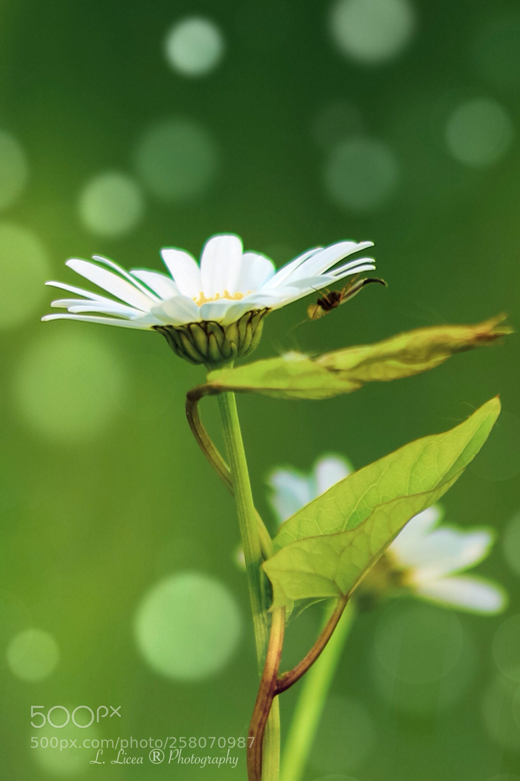 Canon EOS 6D Mark II sample photo. Caress of light 61 photography