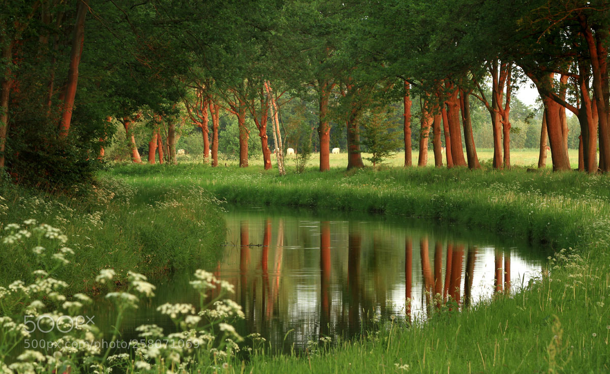 Canon EOS 7D sample photo. Spring reflection photography